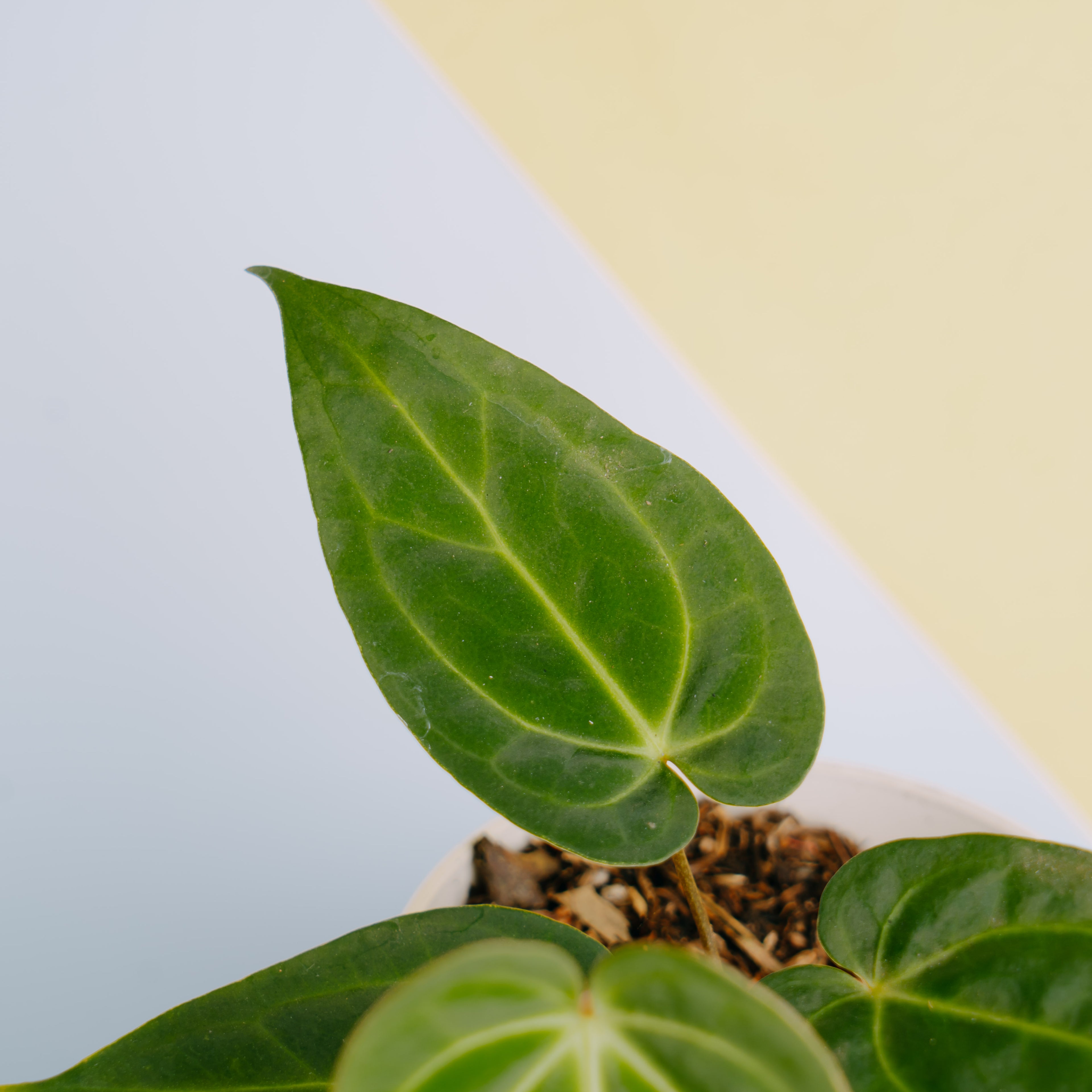 Anthurium papilaminum legend - Greenspaces.id