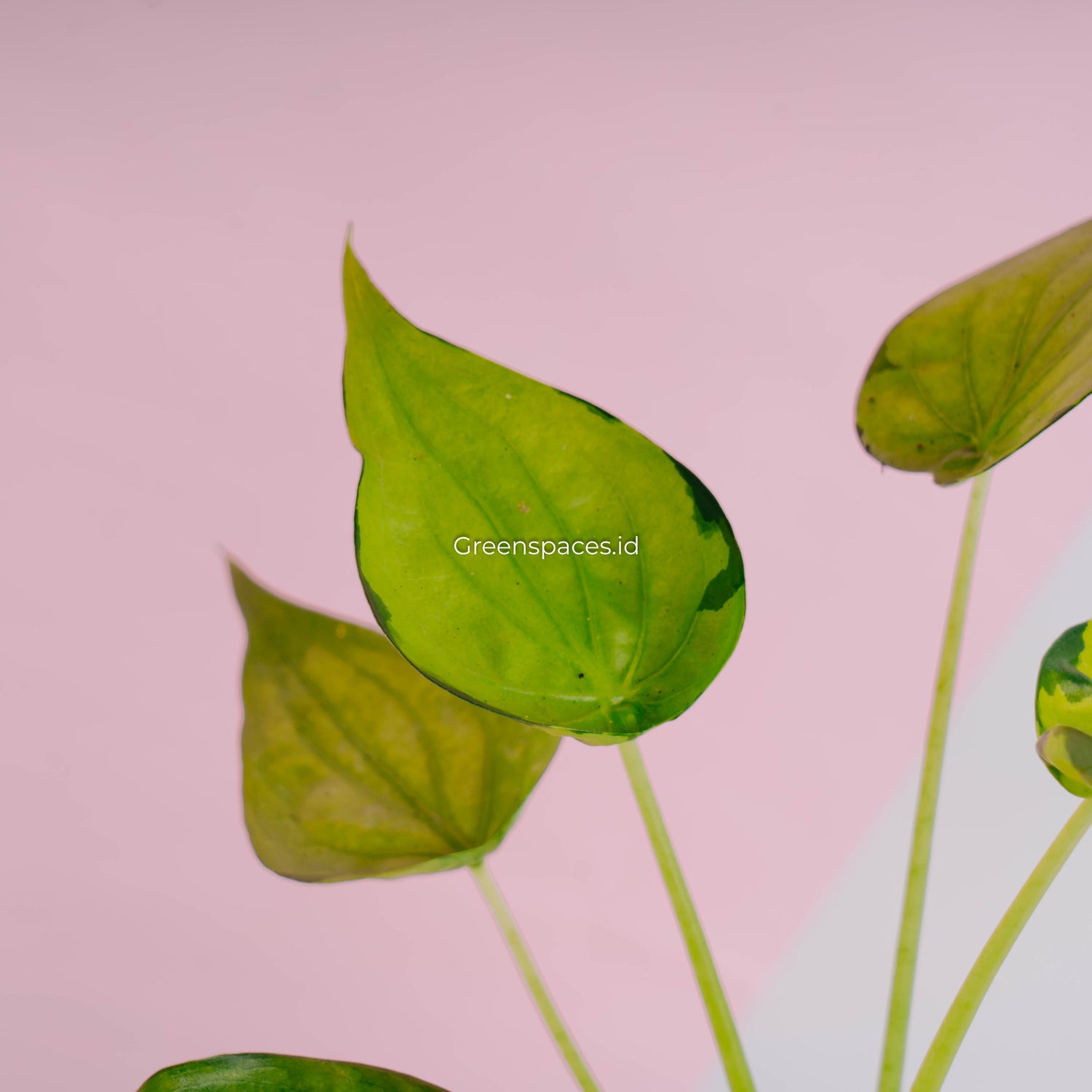 Alocasia Cuculata Variegated