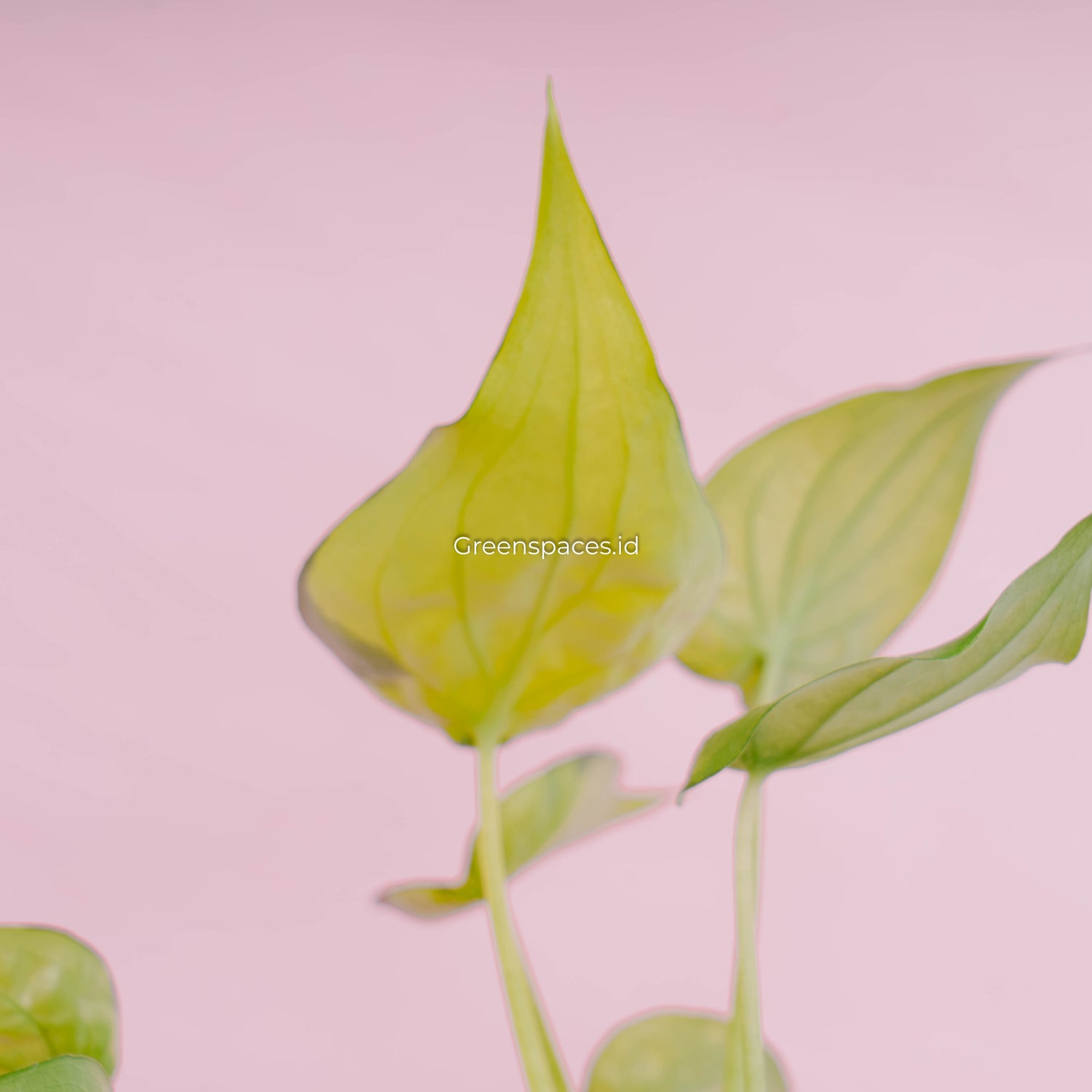Alocasia Cuculata Variegated