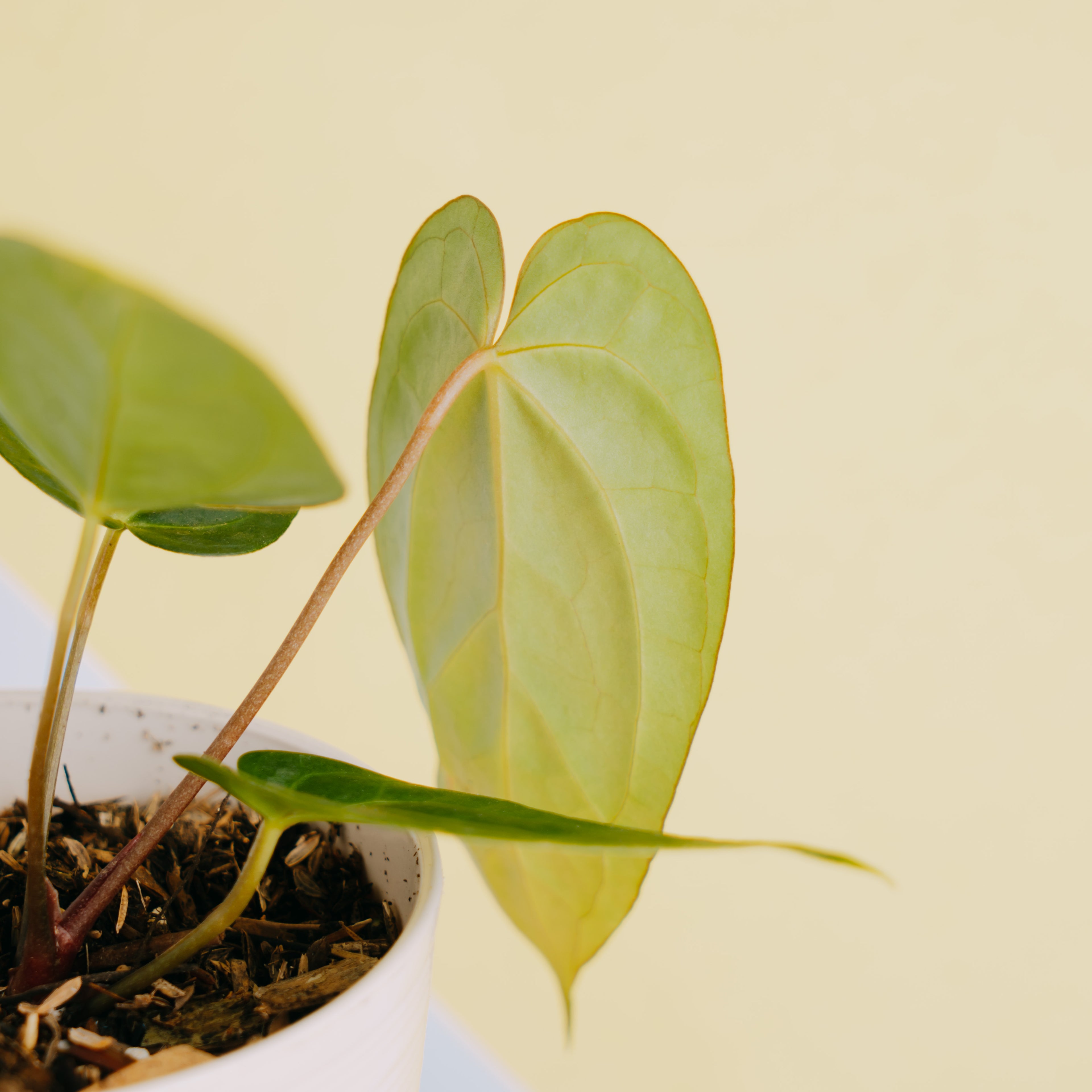 Anthurium papilaminum legend - Greenspaces.id