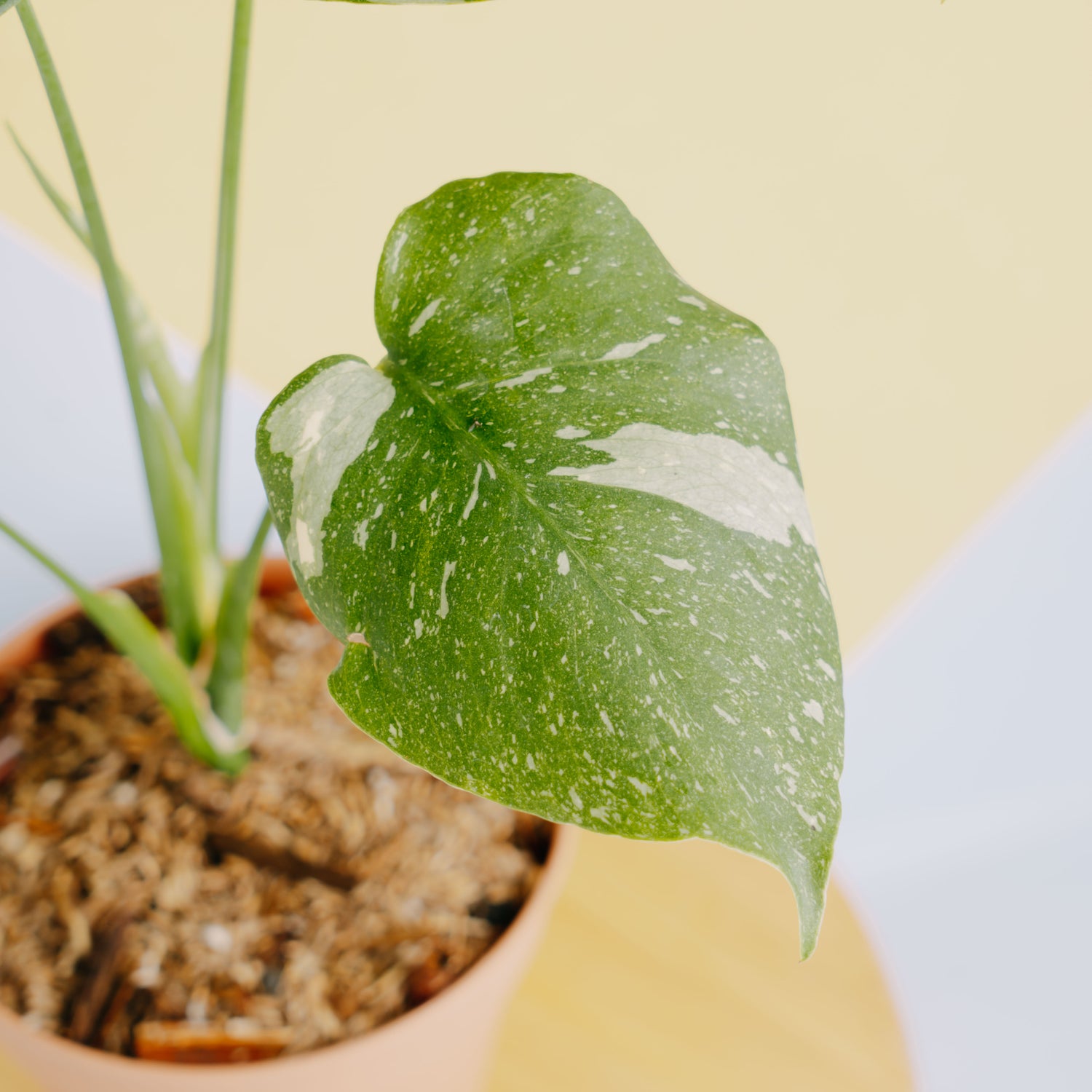 Monstera thai constellation little - Greenspaces.id