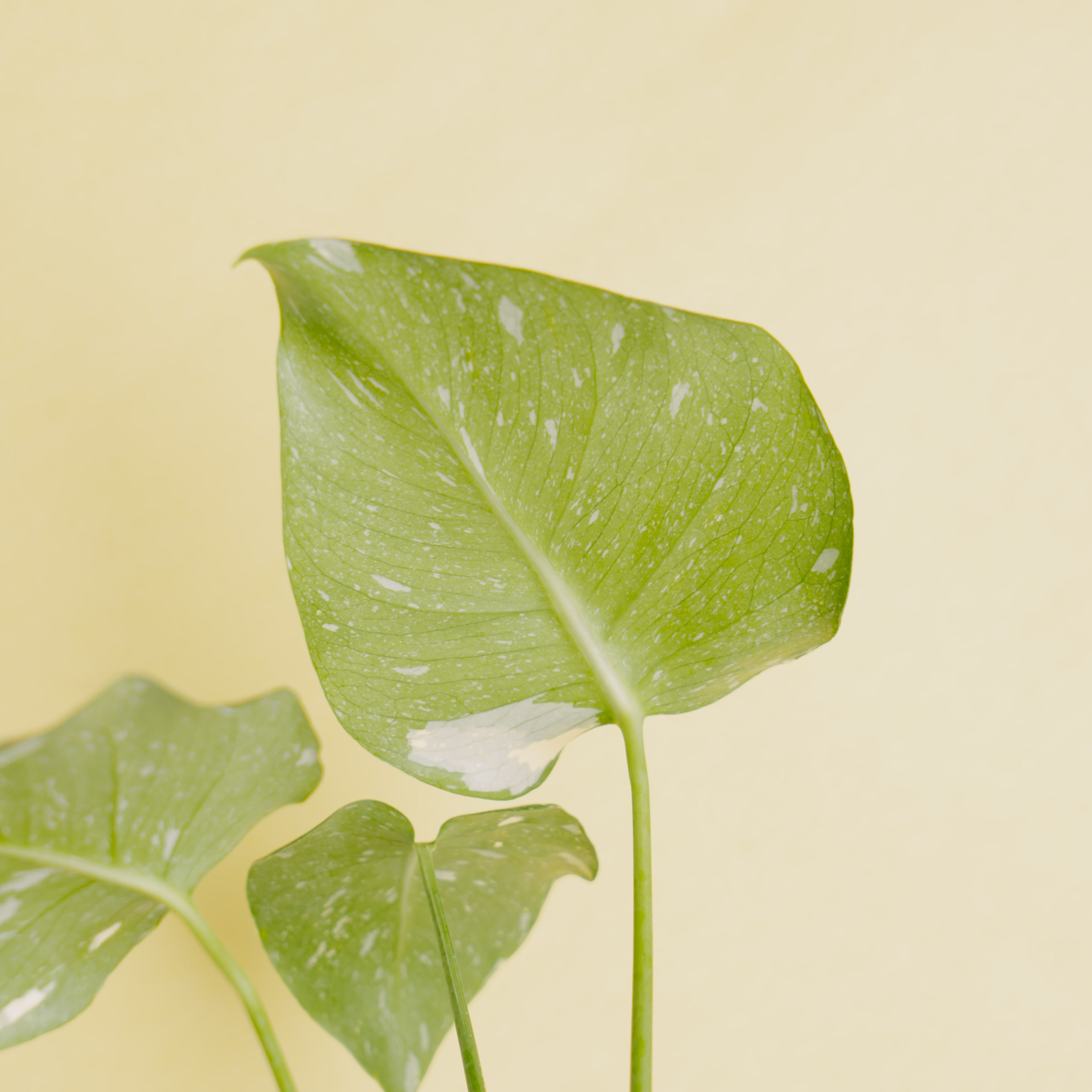Monstera thai constellation little - Greenspaces.id