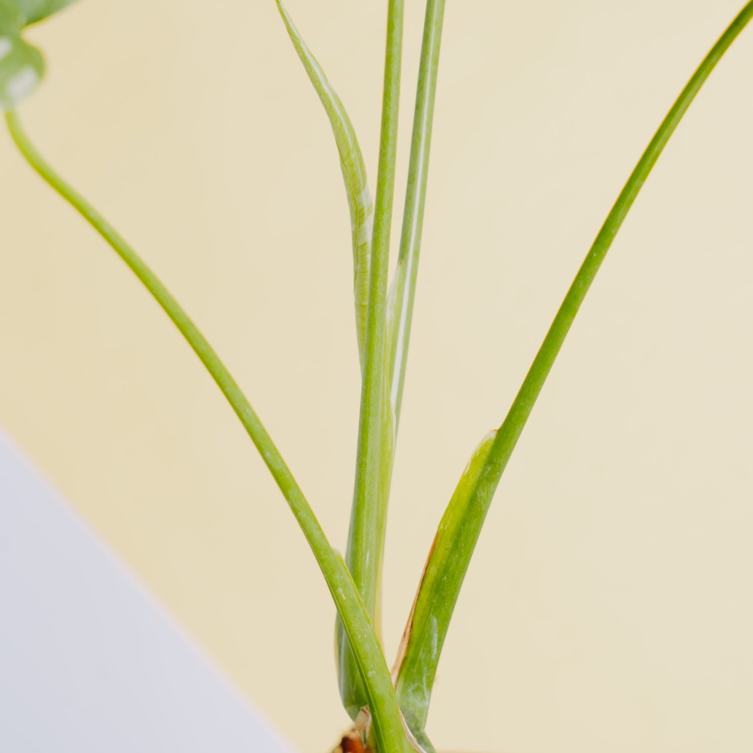 Monstera thai constellation little - Greenspaces.id