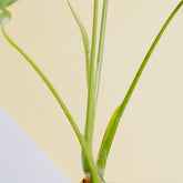 Monstera thai constellation little - Greenspaces.id