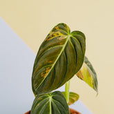 Philodendron Melanochrysum variegated - Greenspaces.id