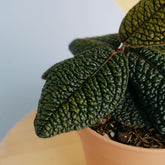 Labisia dino skin - Greenspaces.id