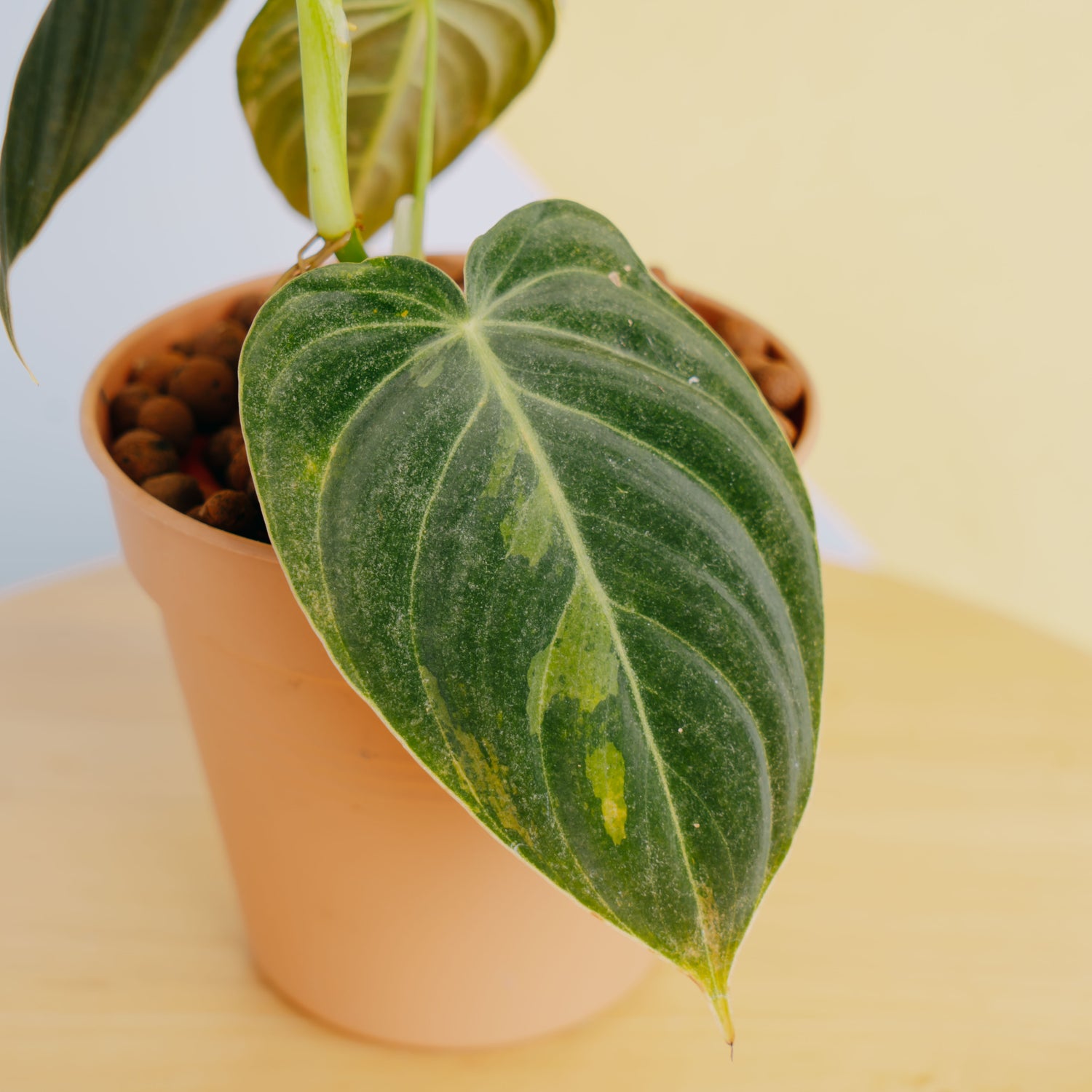 Philodendron Melanochrysum variegated - Greenspaces.id