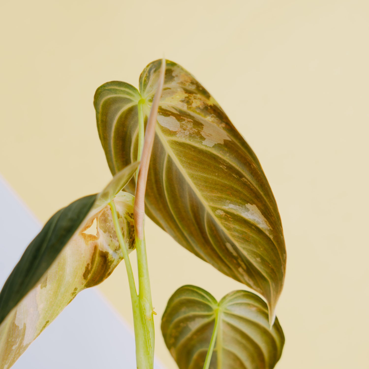 Philodendron Melanochrysum variegated