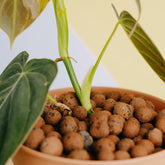 Philodendron Melanochrysum variegated - Greenspaces.id