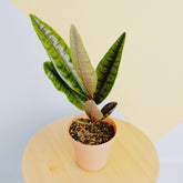 Labisia crocodile - Greenspaces.id