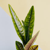 Labisia crocodile - Greenspaces.id