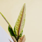 Labisia crocodile - Greenspaces.id