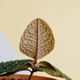 Labisia dino skin - Greenspaces.id