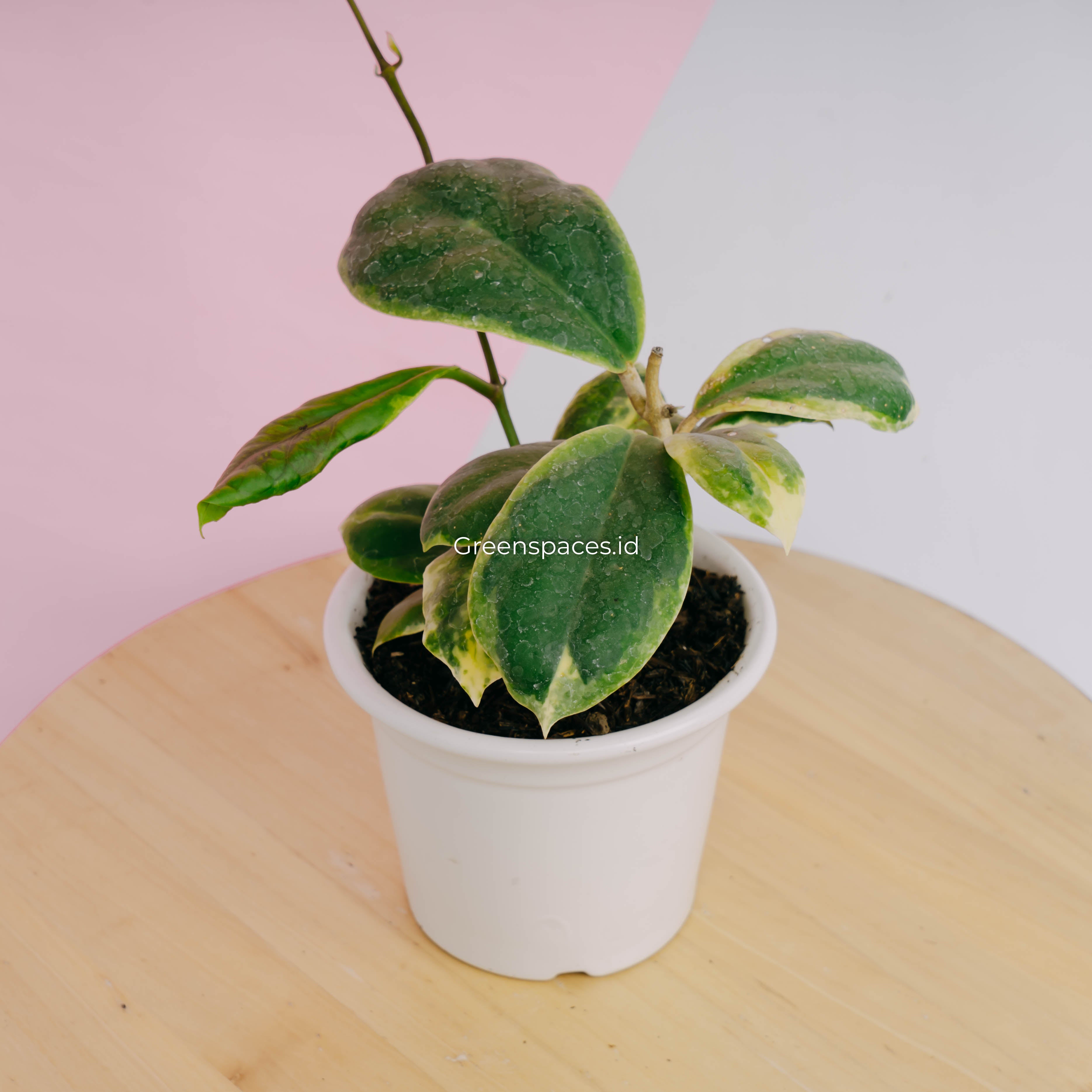 Hoya incrassata albomarginata
