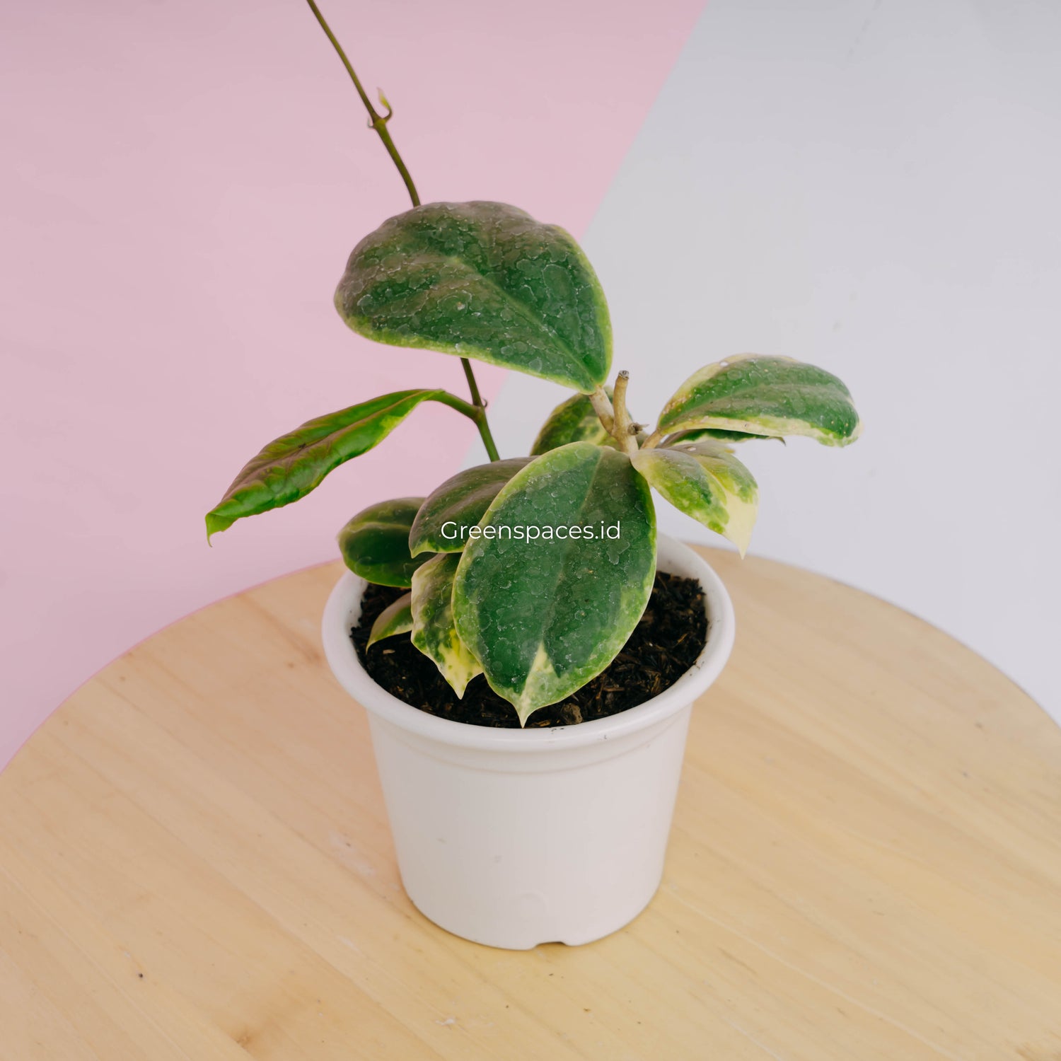 Hoya incrassata albomarginata