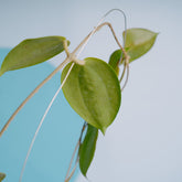 Hoya Sp sumbawa - Greenspaces.id