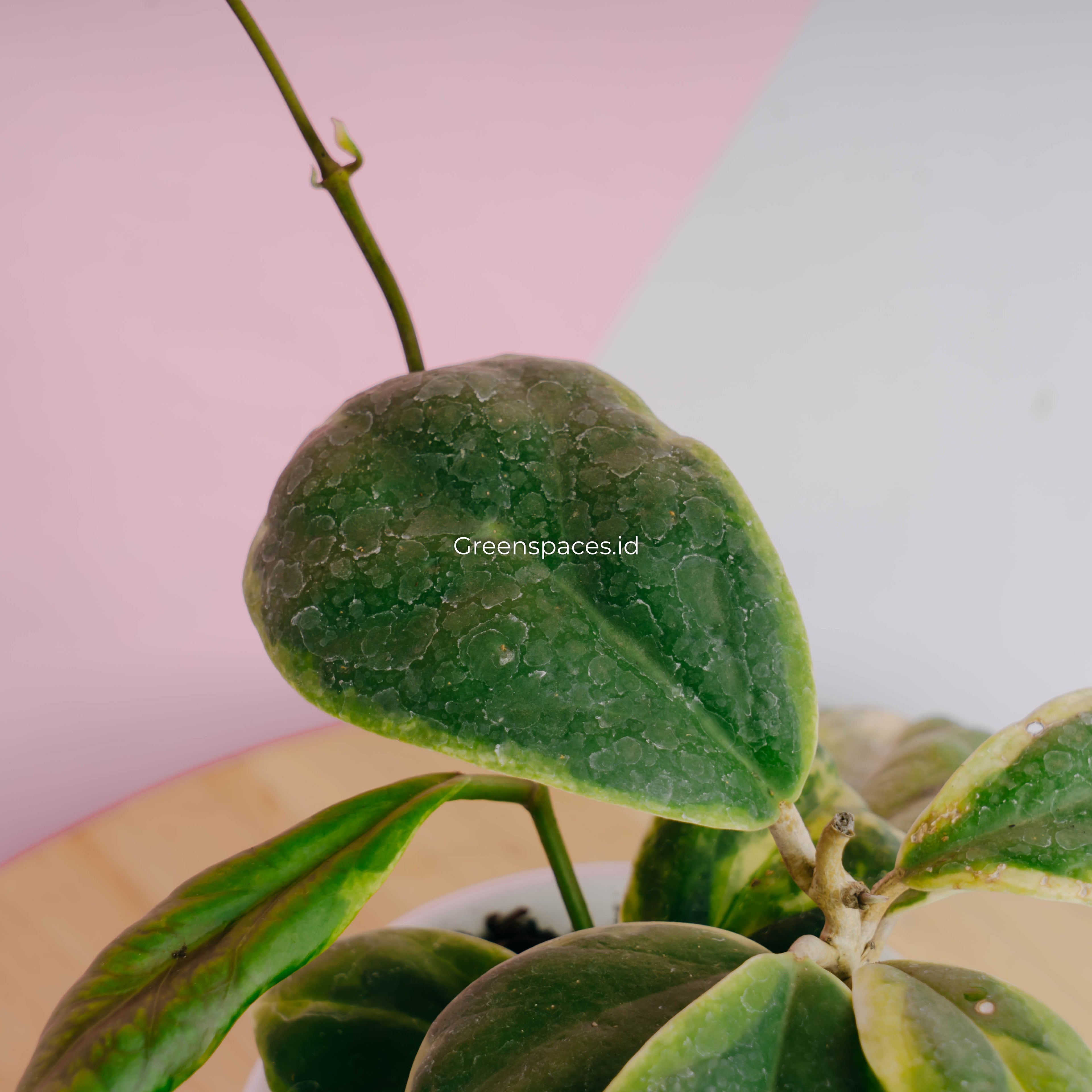 Hoya incrassata albomarginata