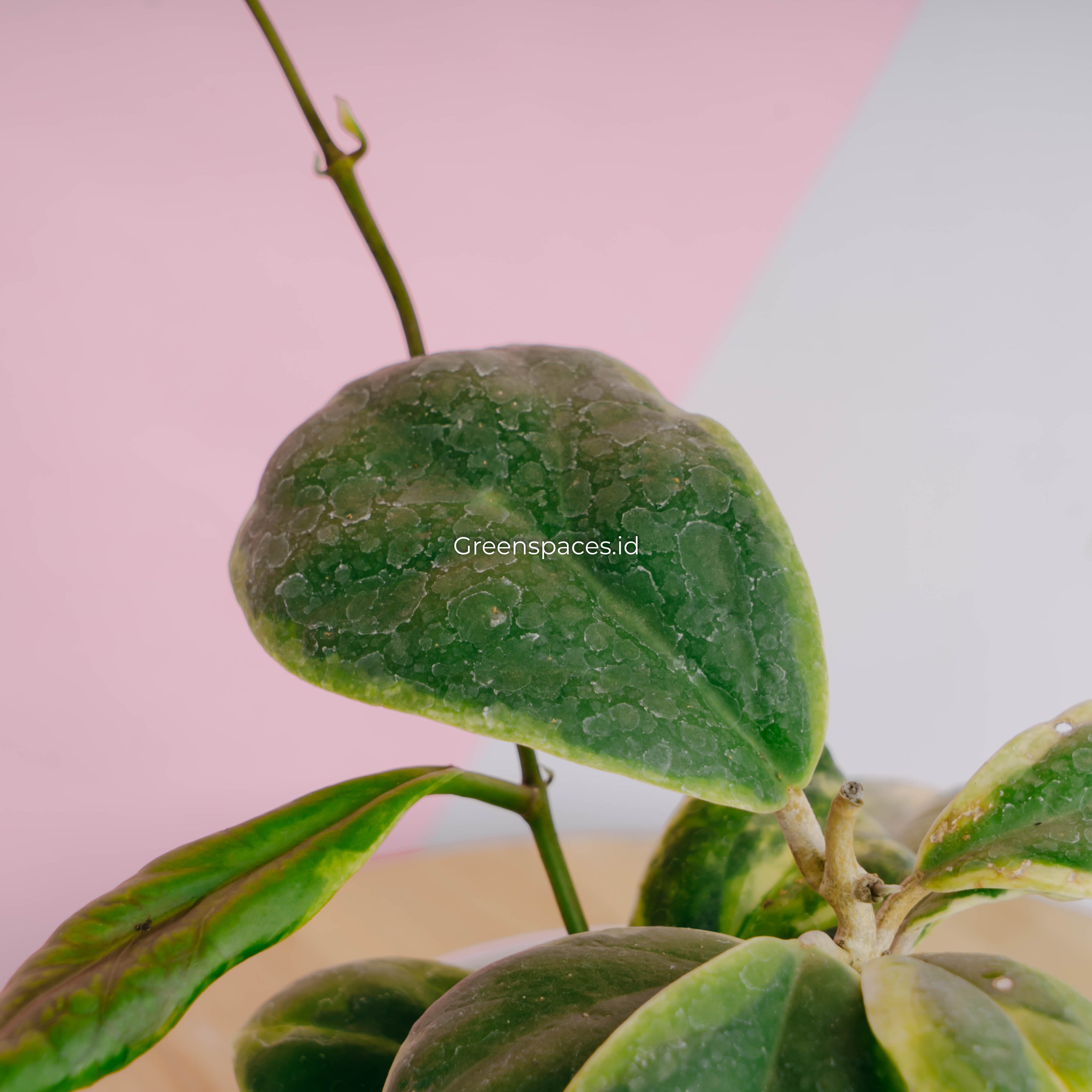 Hoya incrassata albomarginata