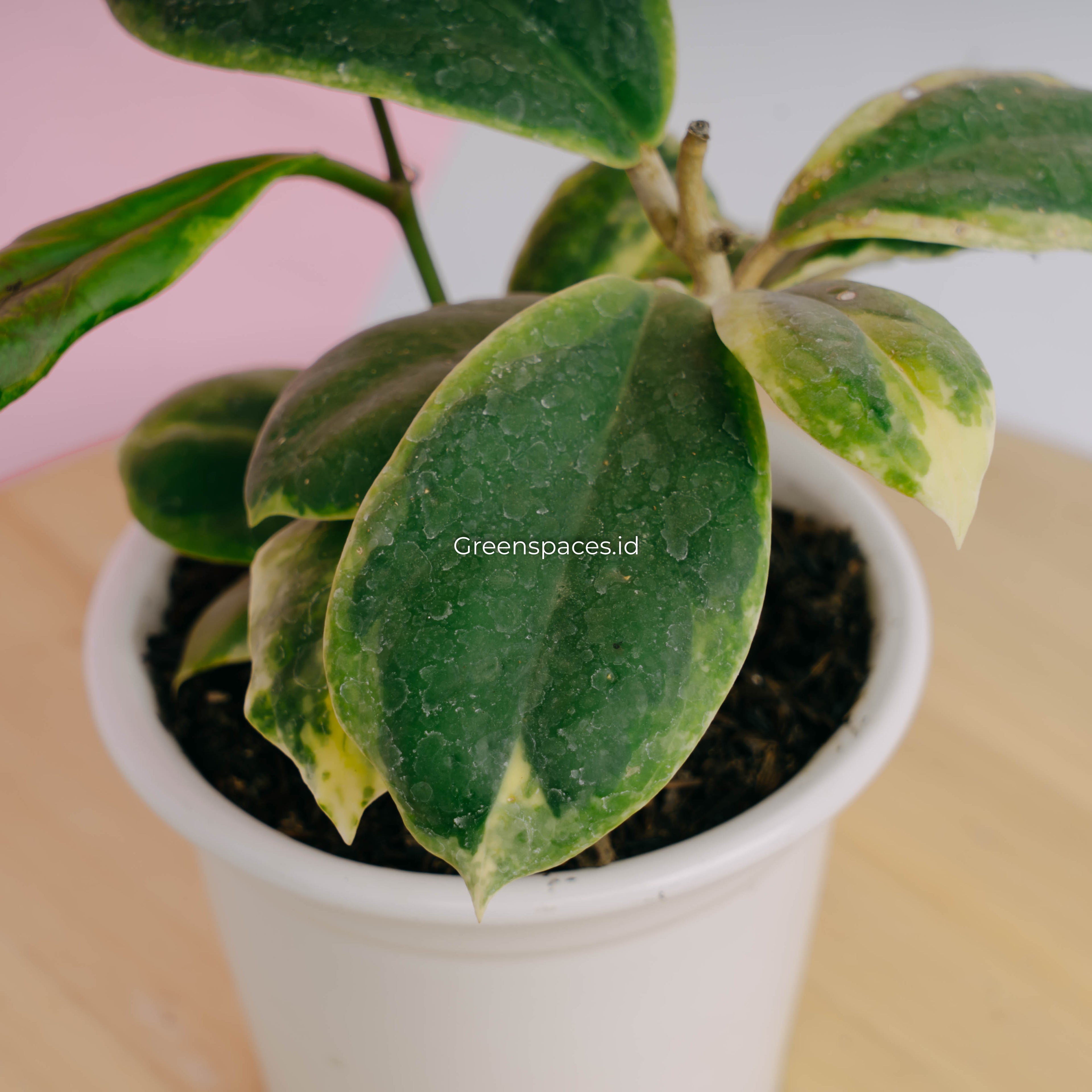 Hoya incrassata albomarginata