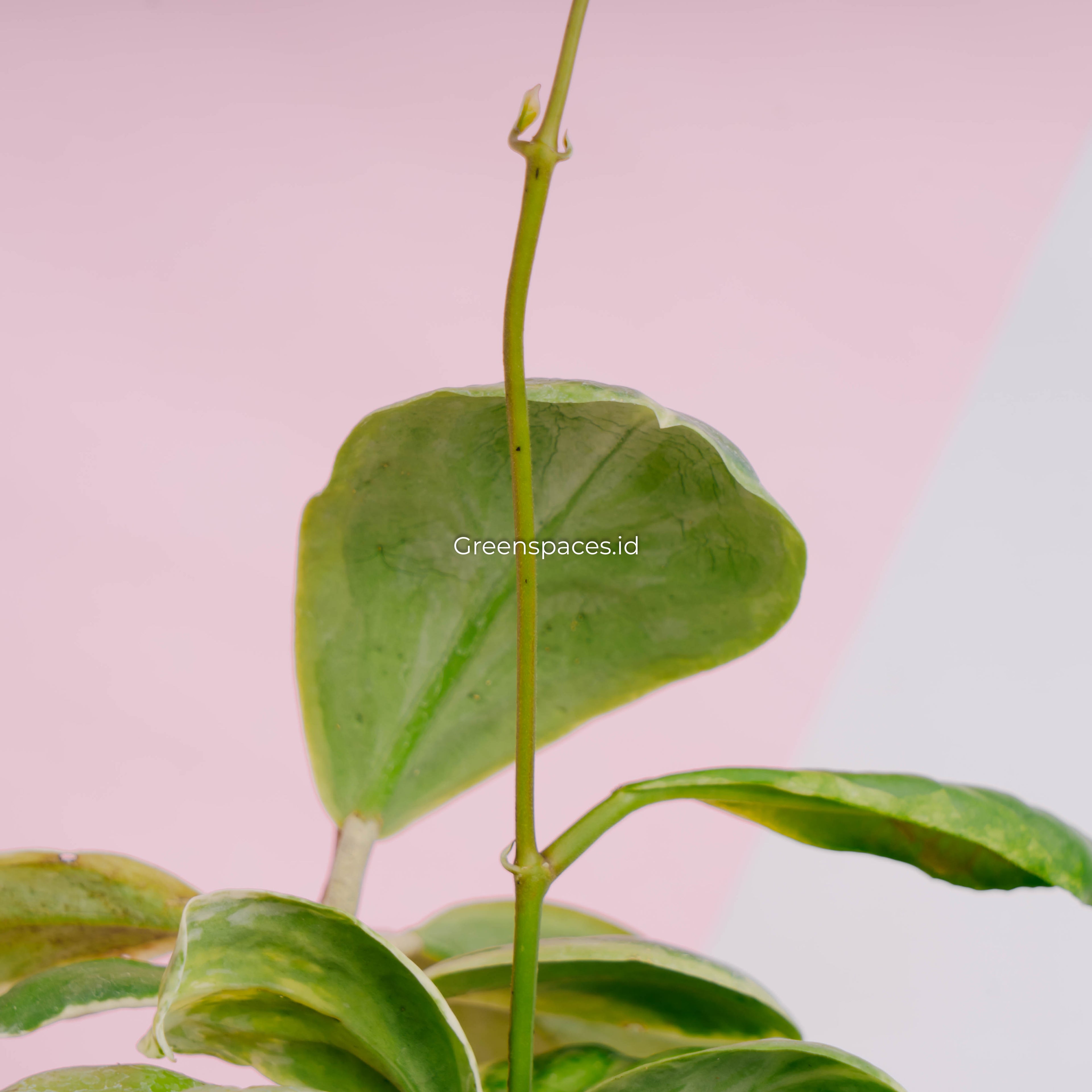 Hoya incrassata albomarginata
