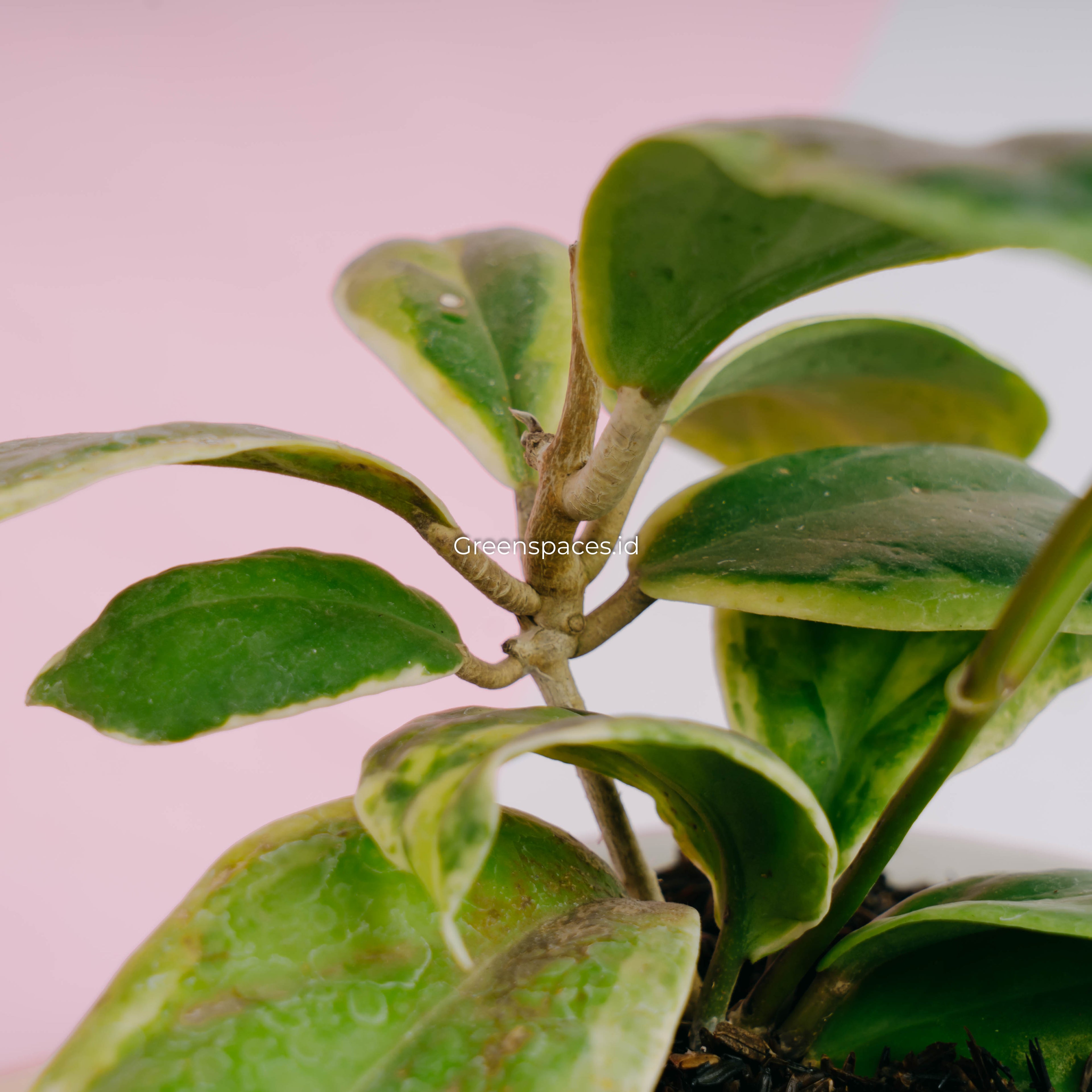 Hoya incrassata albomarginata