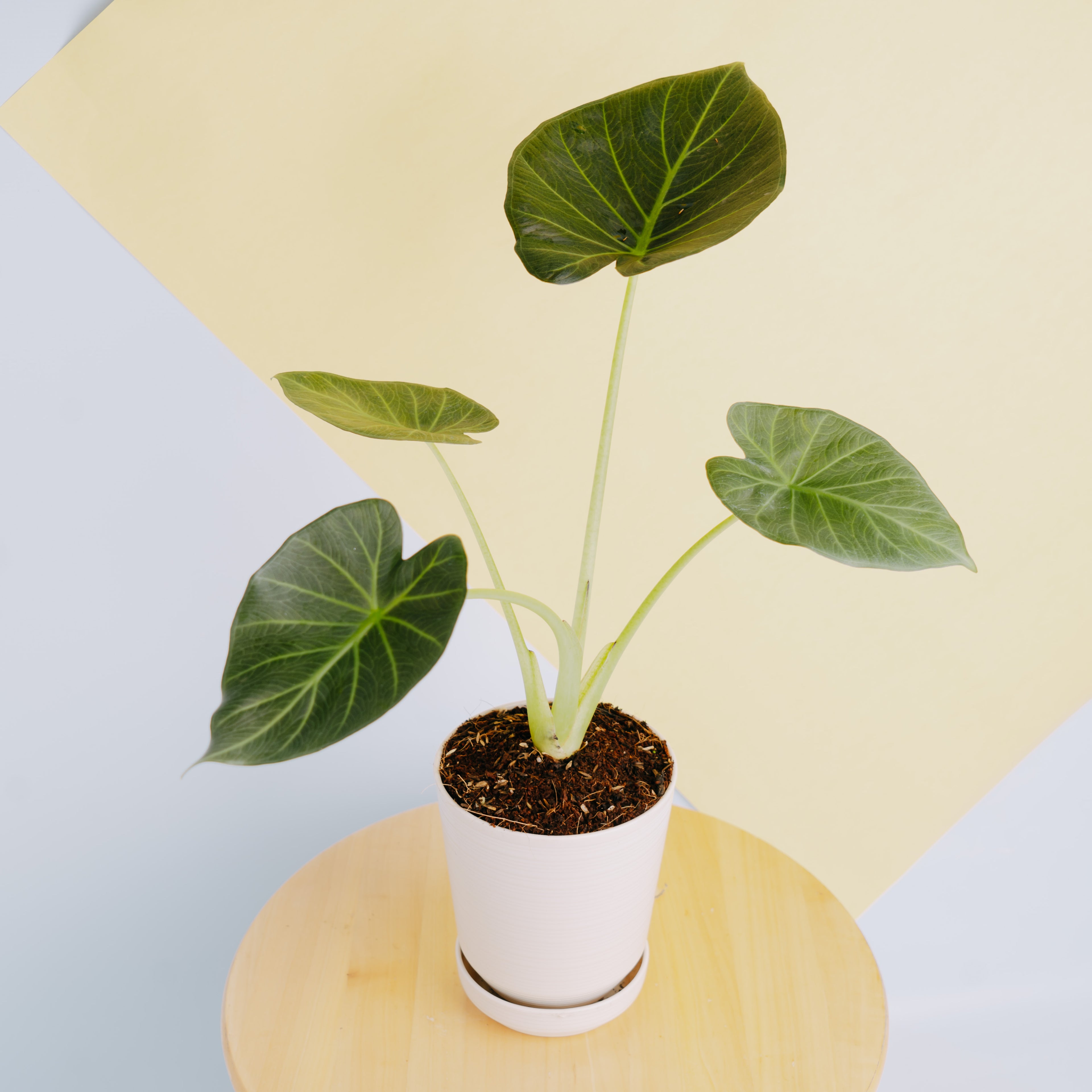 Alocasia regale shield - Greenspaces.id