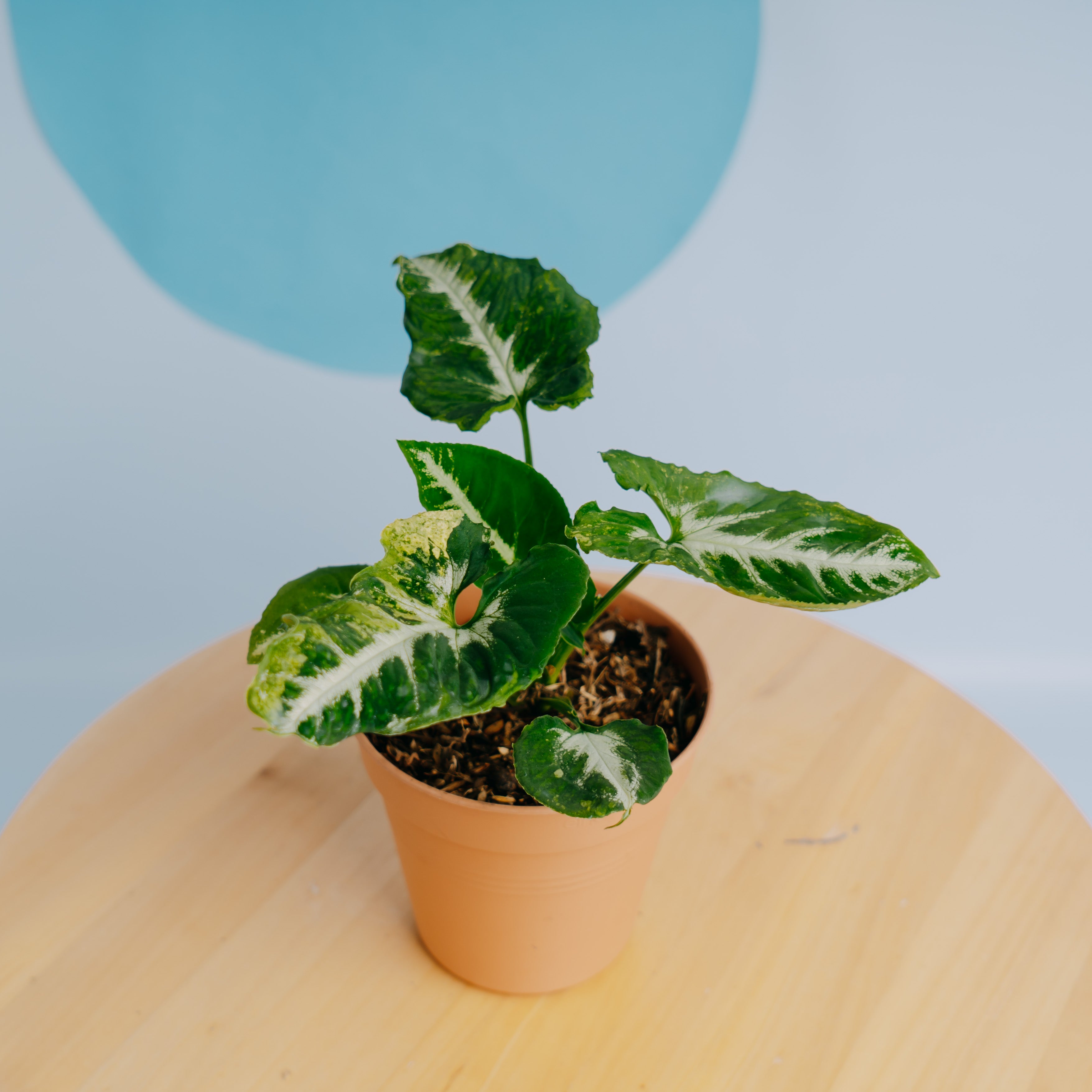 π Syngonium Scramble eggs (100% off)