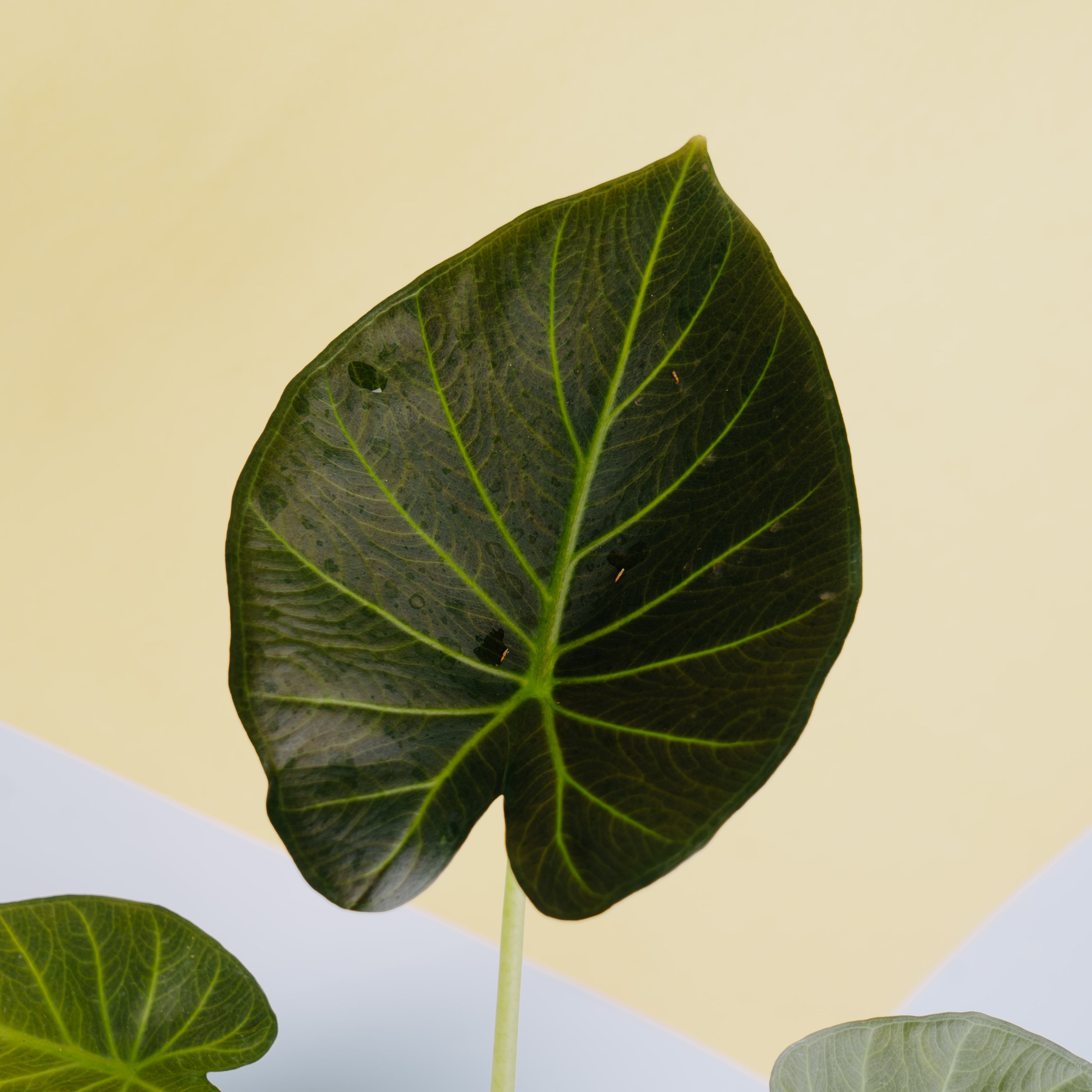 Alocasia regale shield - Greenspaces.id