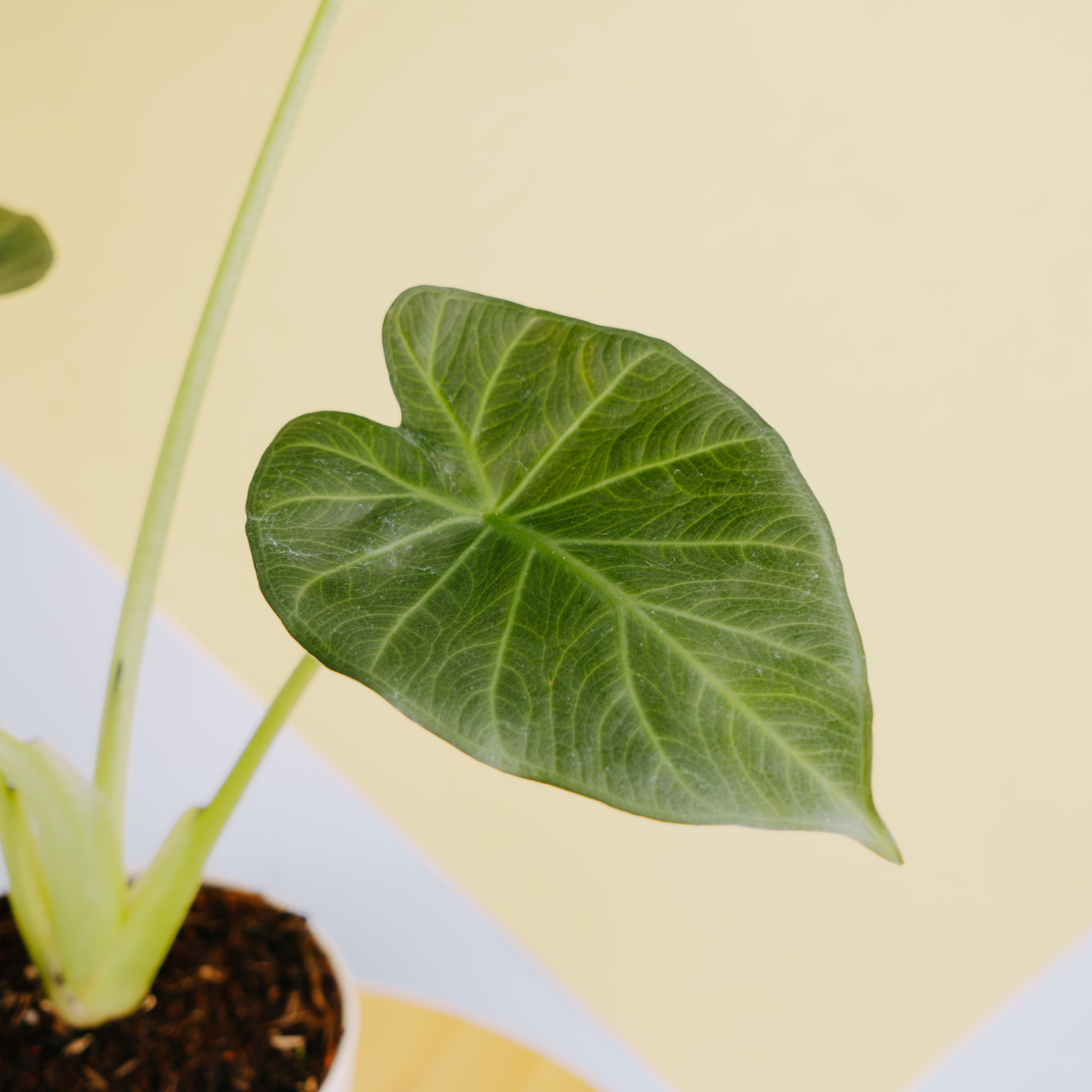 Alocasia regale shield - Greenspaces.id