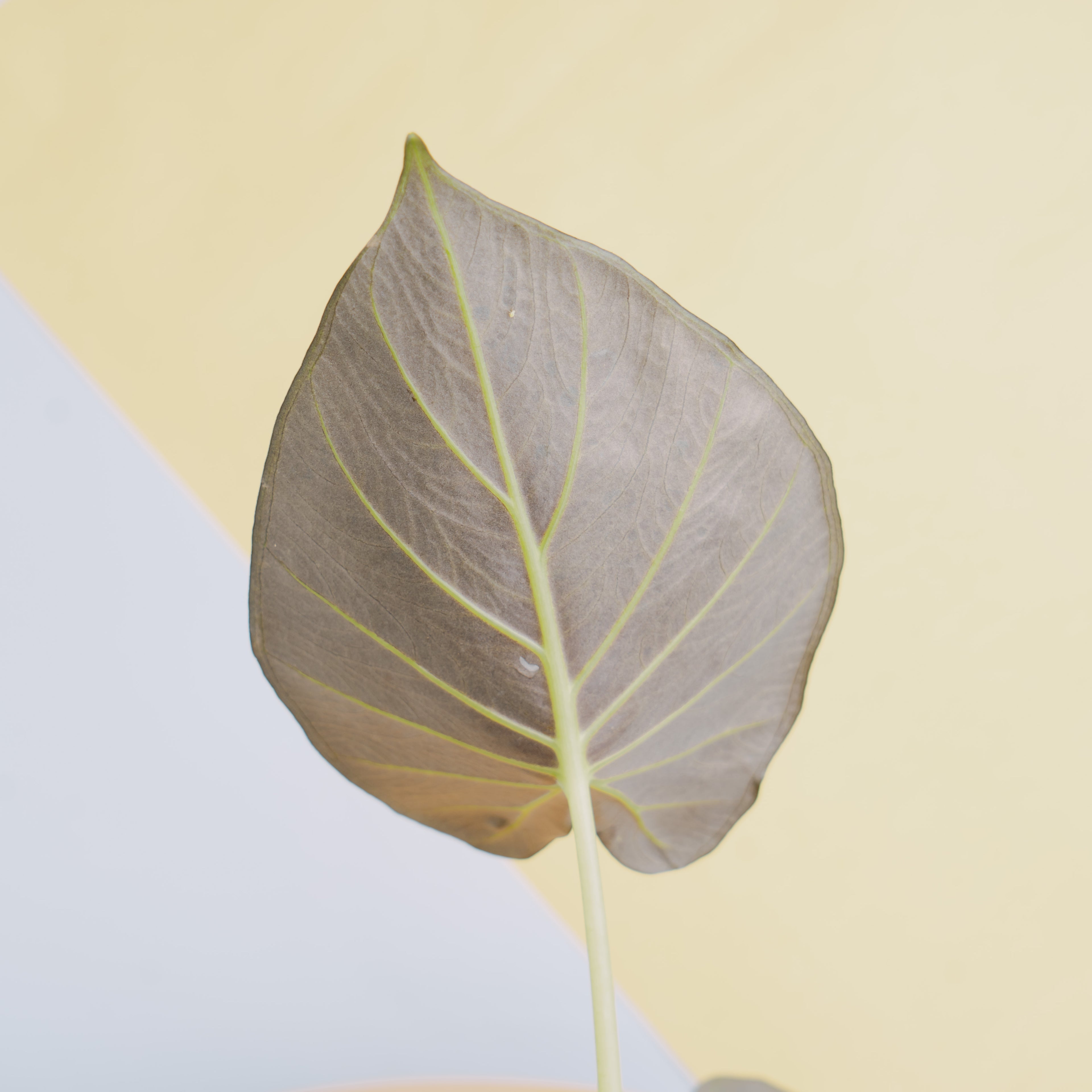 Alocasia regale shield - Greenspaces.id
