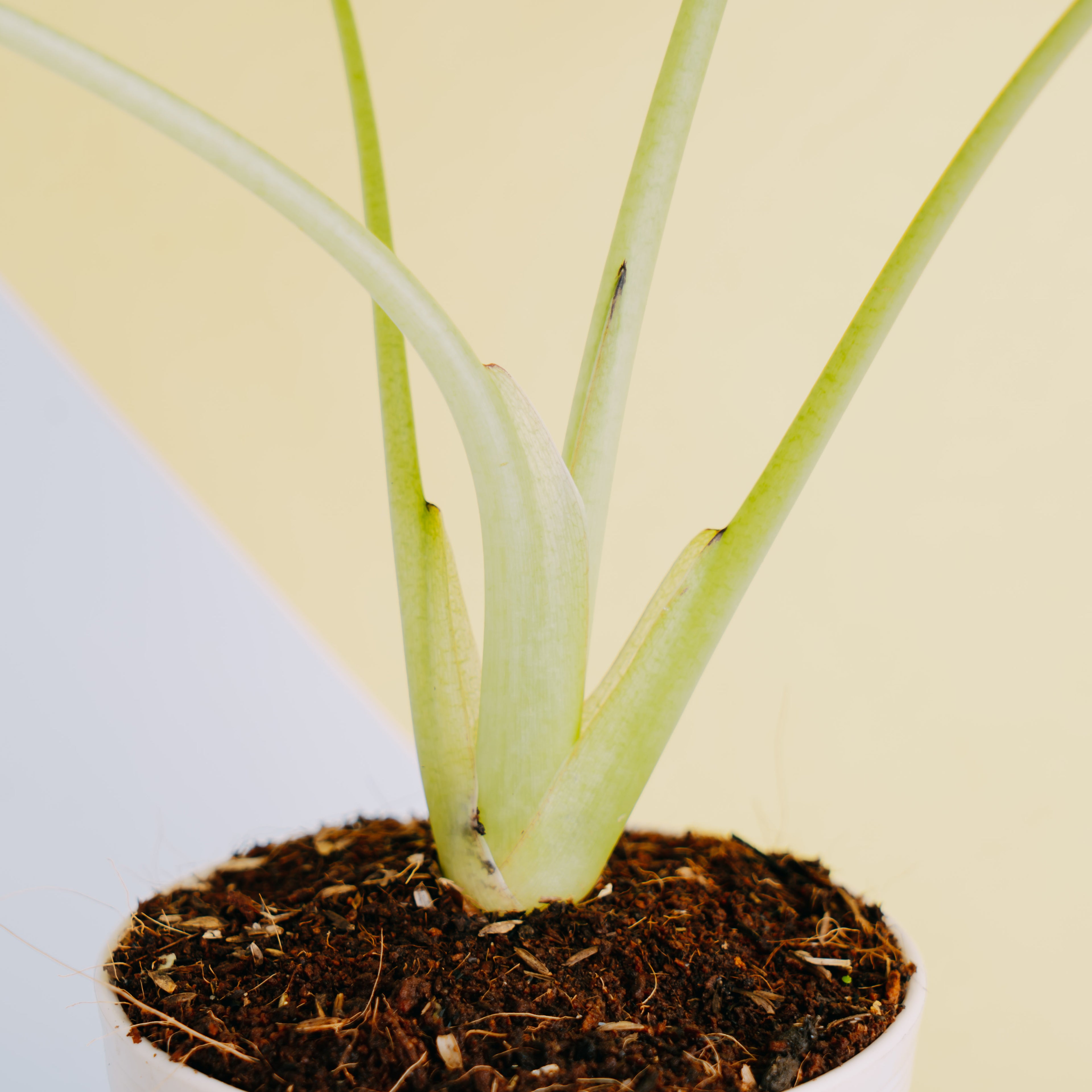 Alocasia regale shield - Greenspaces.id