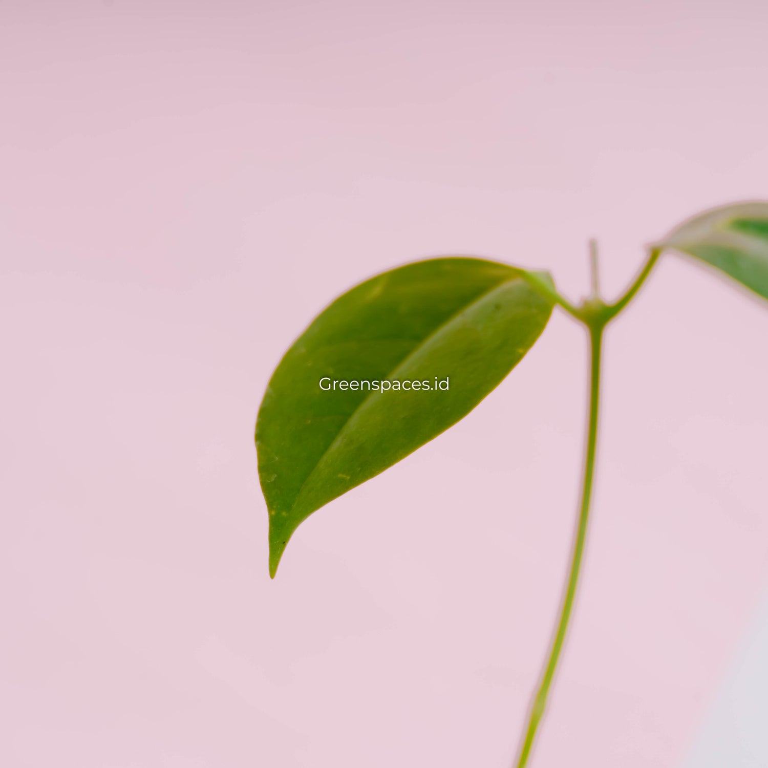 Hoya Paziae