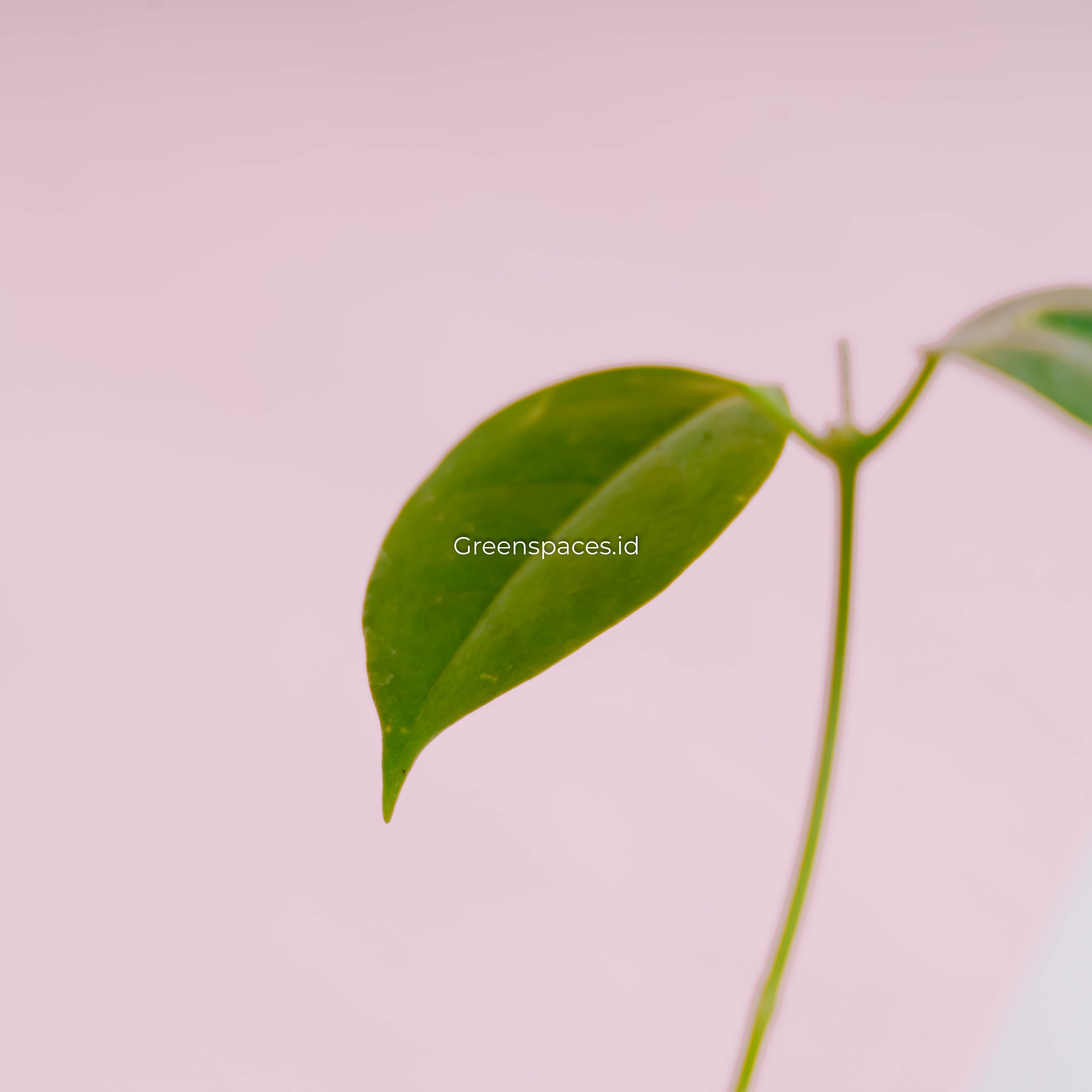 Hoya Paziae