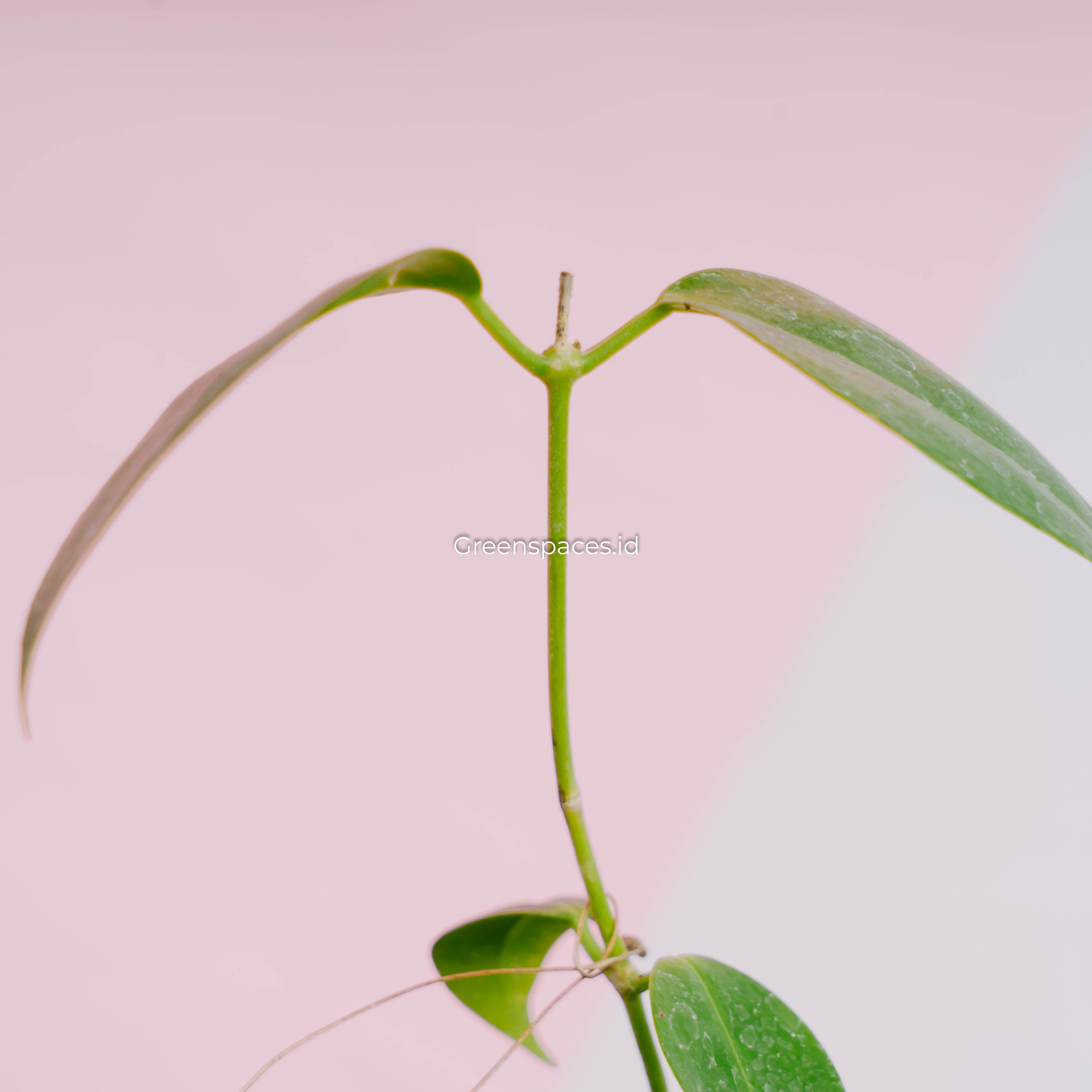 Hoya Paziae
