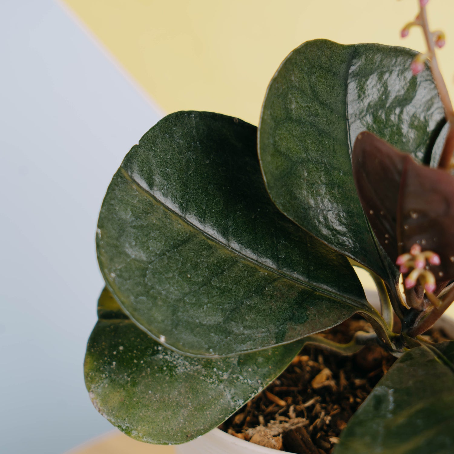 Labisia velvet Sp borneo