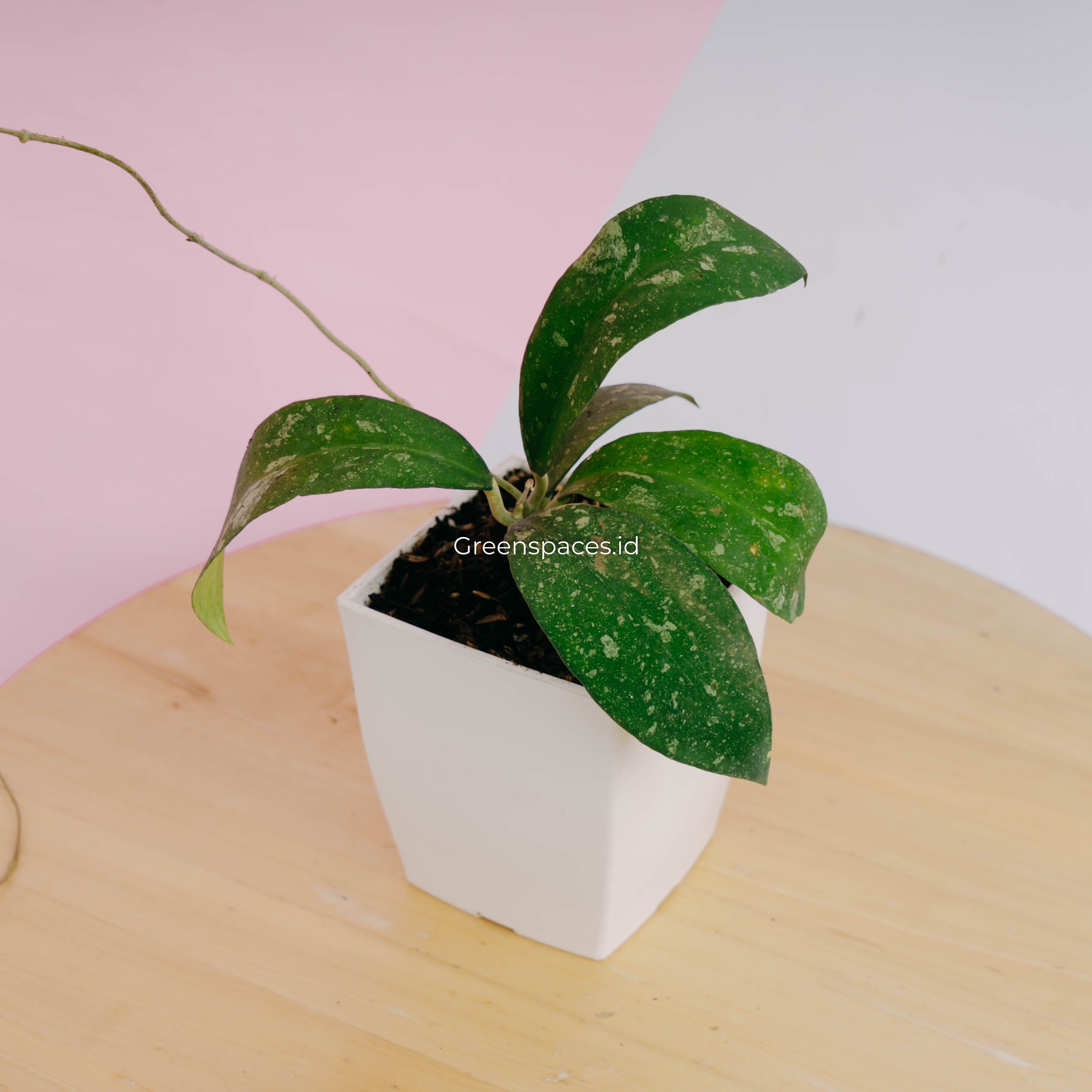 Hoya polypus splash