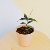 Labisia Sp black bone - Greenspaces.id