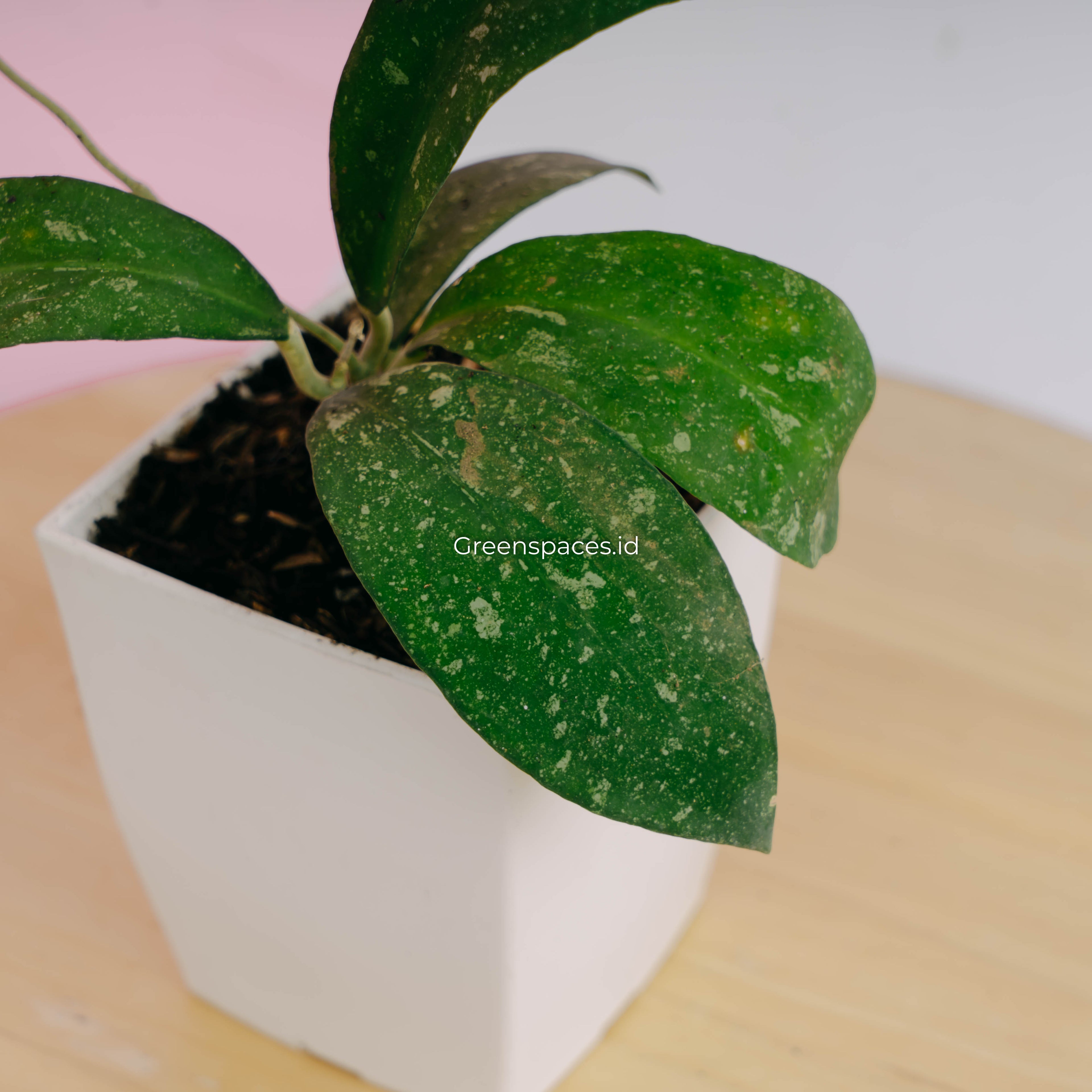 Hoya polypus splash