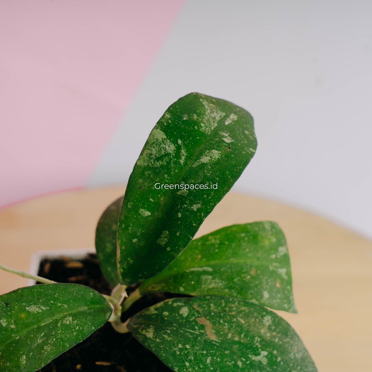 Hoya polypus splash