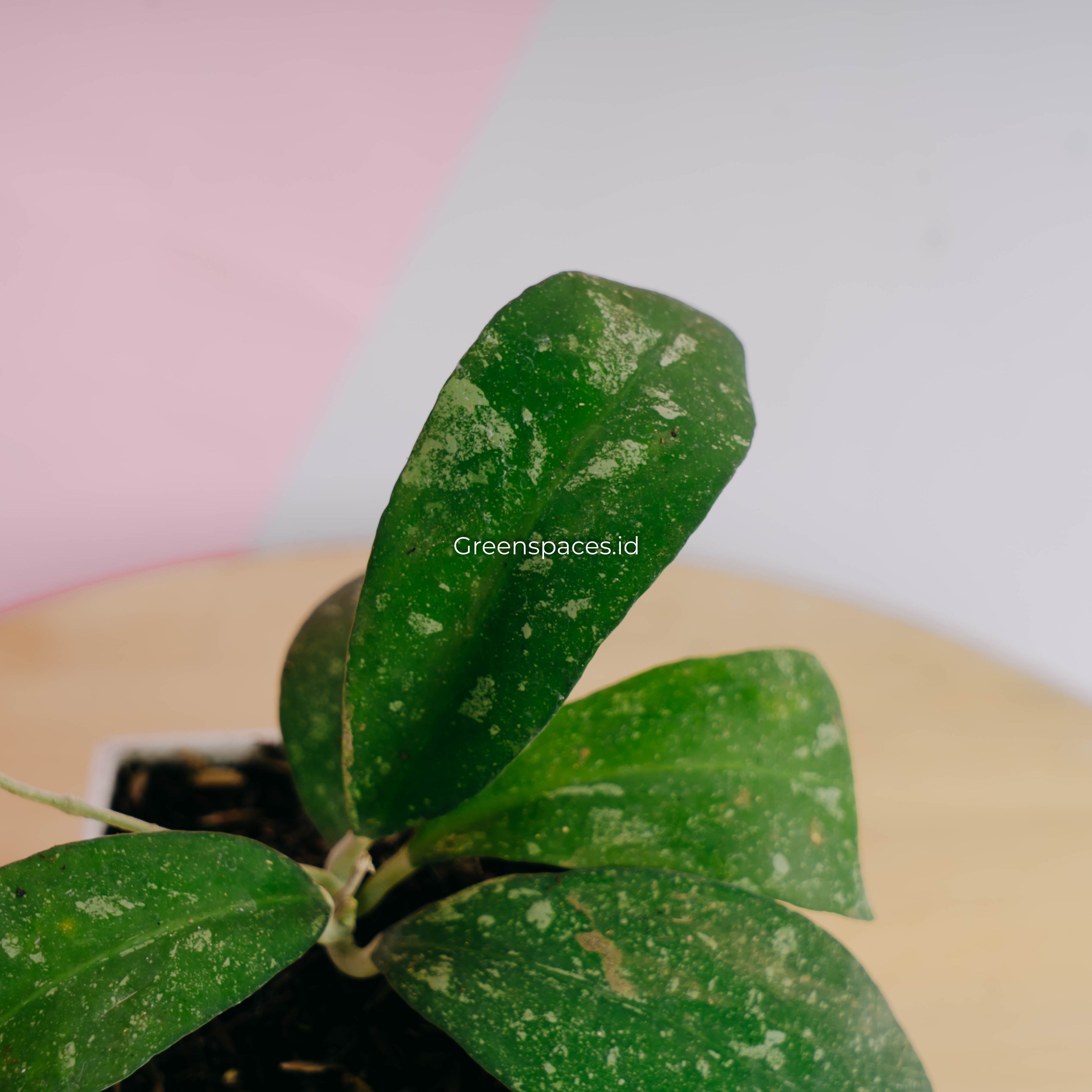 Hoya polypus splash