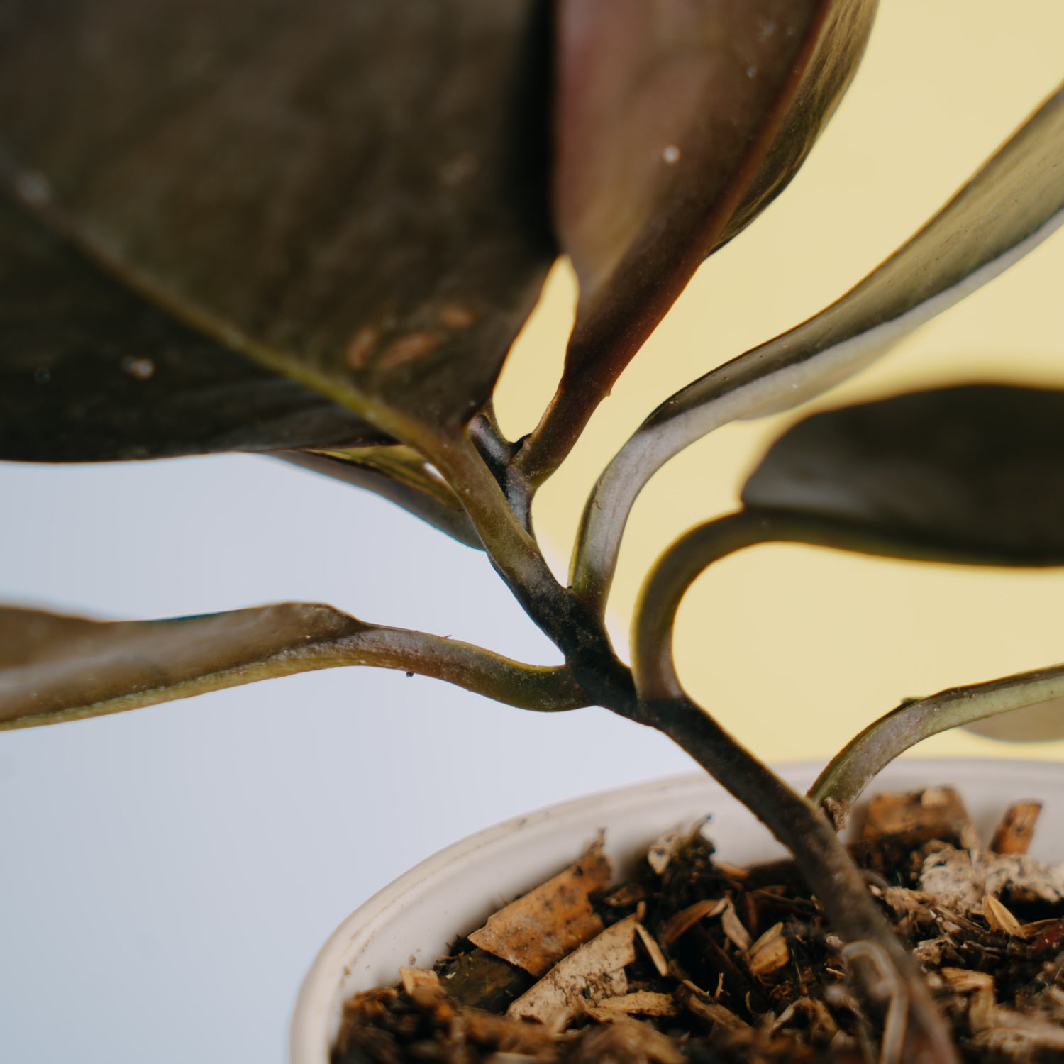 Labisia velvet Sp borneo