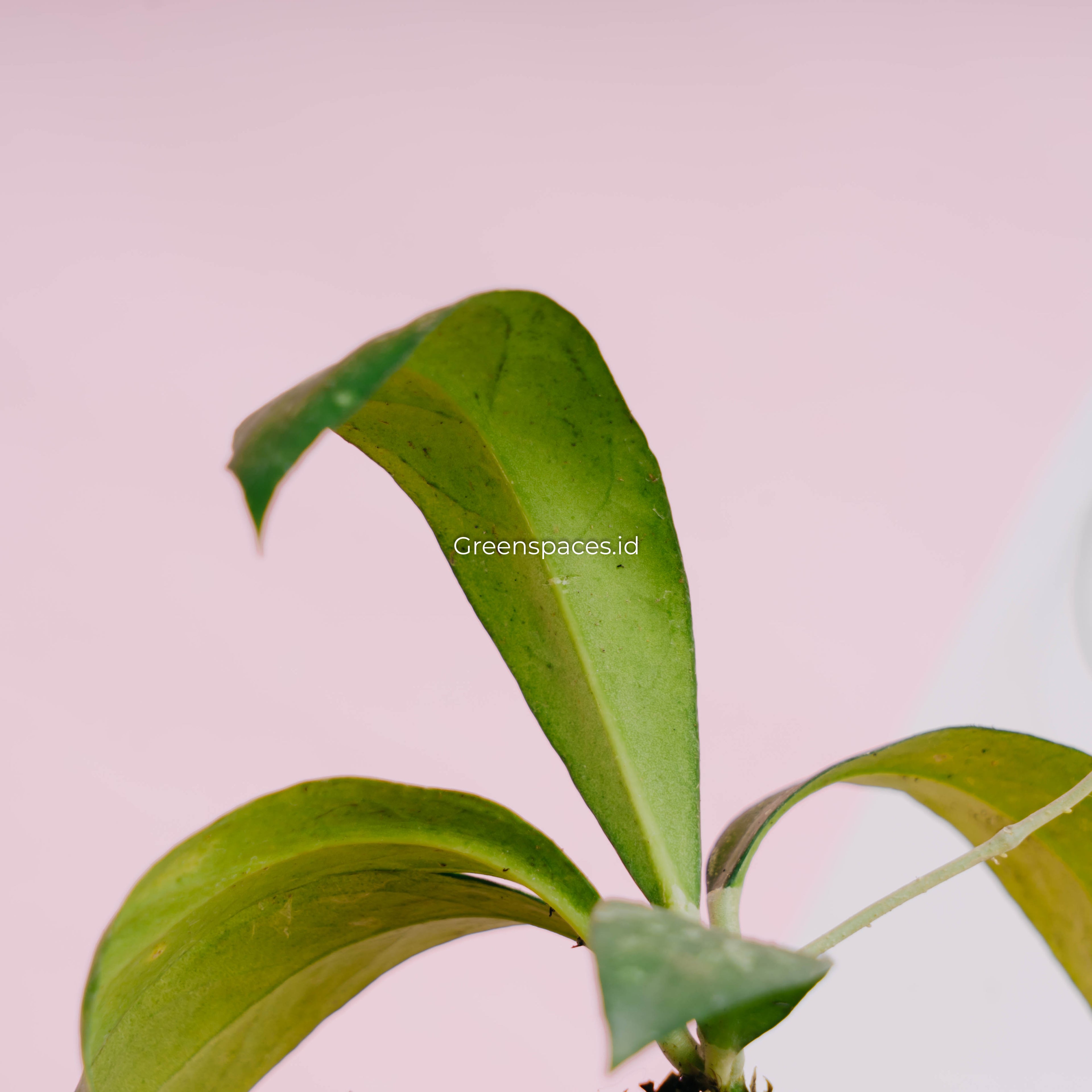 Hoya polypus splash