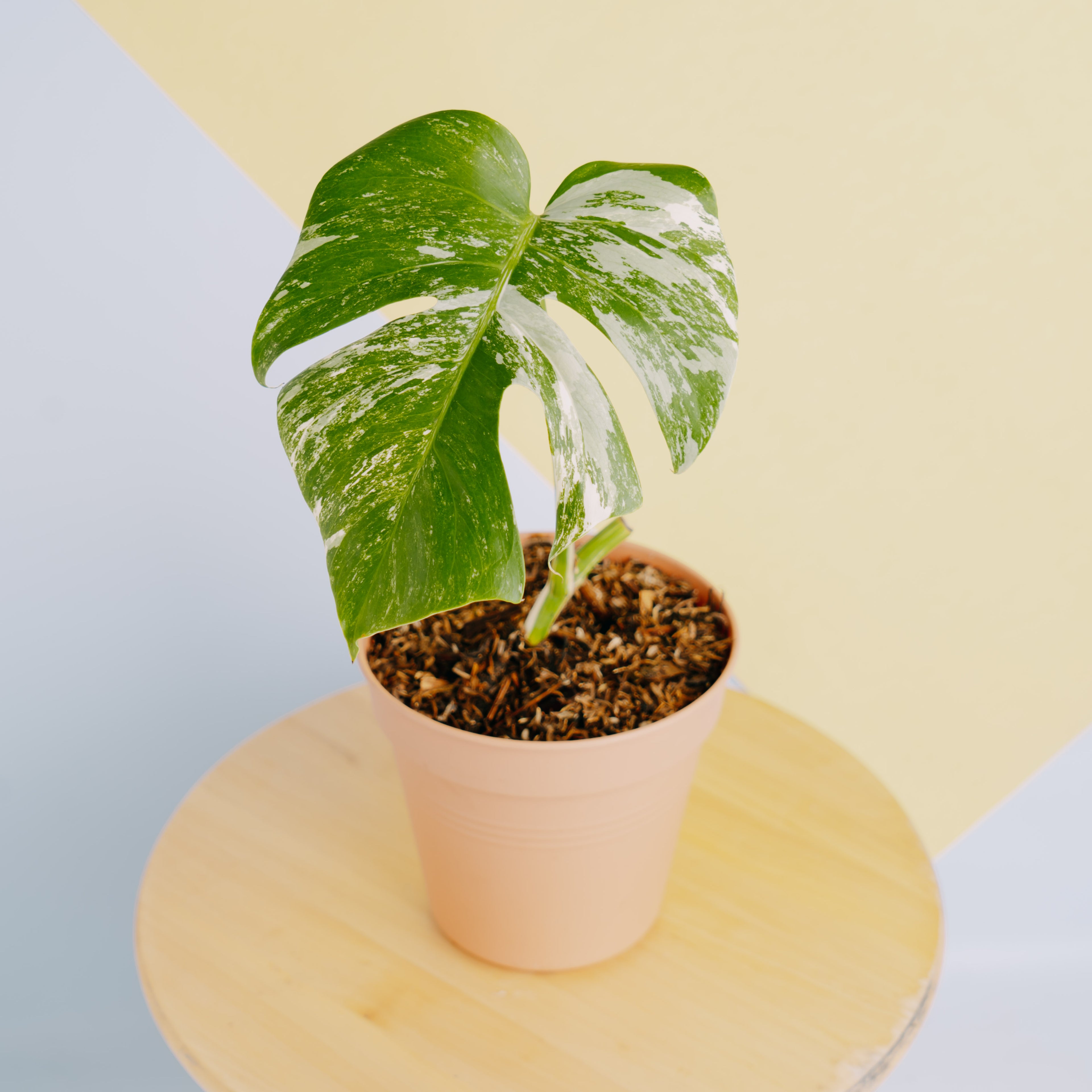 Fresh Cutting 1 leaf - Monstera albo variegated - Greenspaces.id
