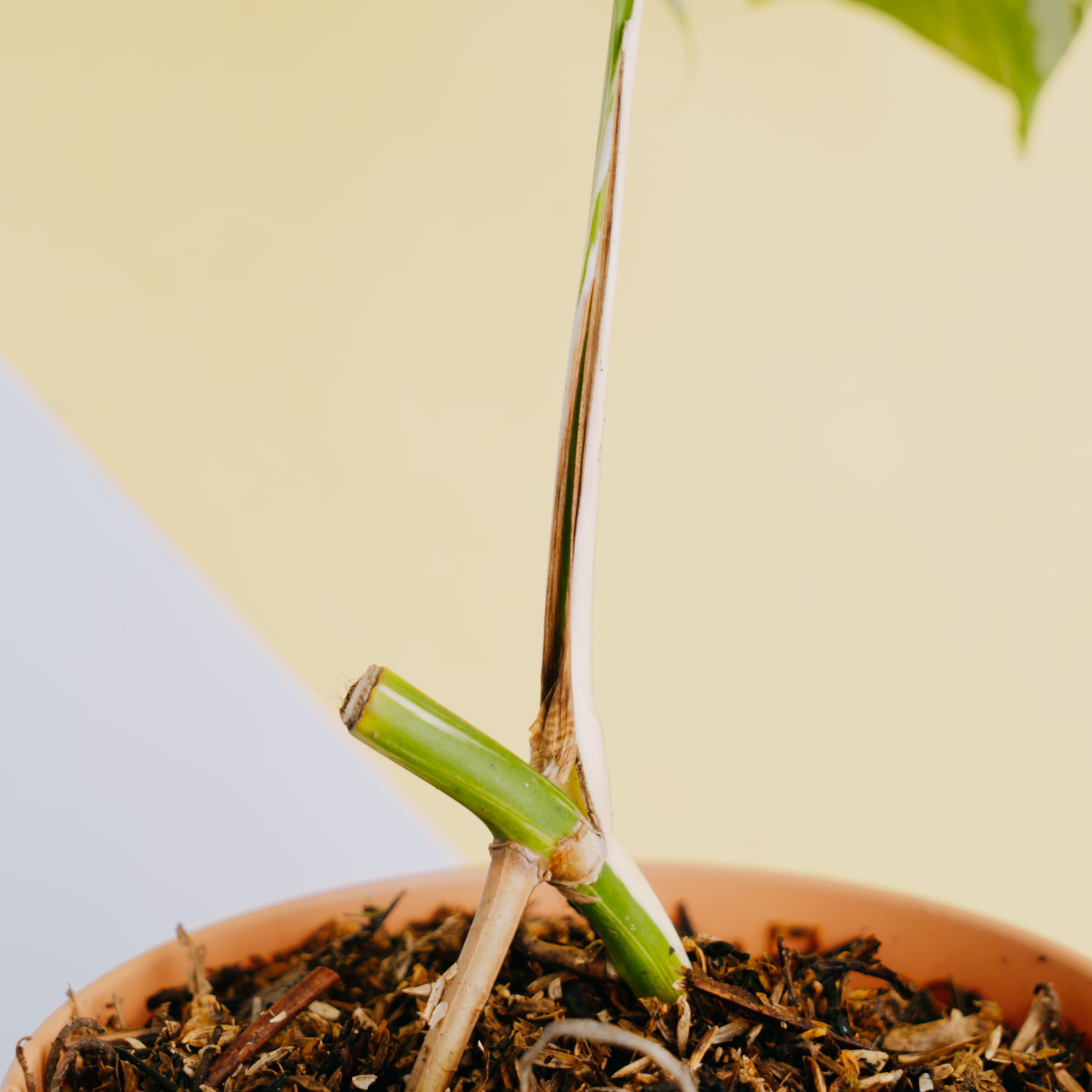 Fresh Cutting 1 leaf - Monstera albo variegated - Greenspaces.id