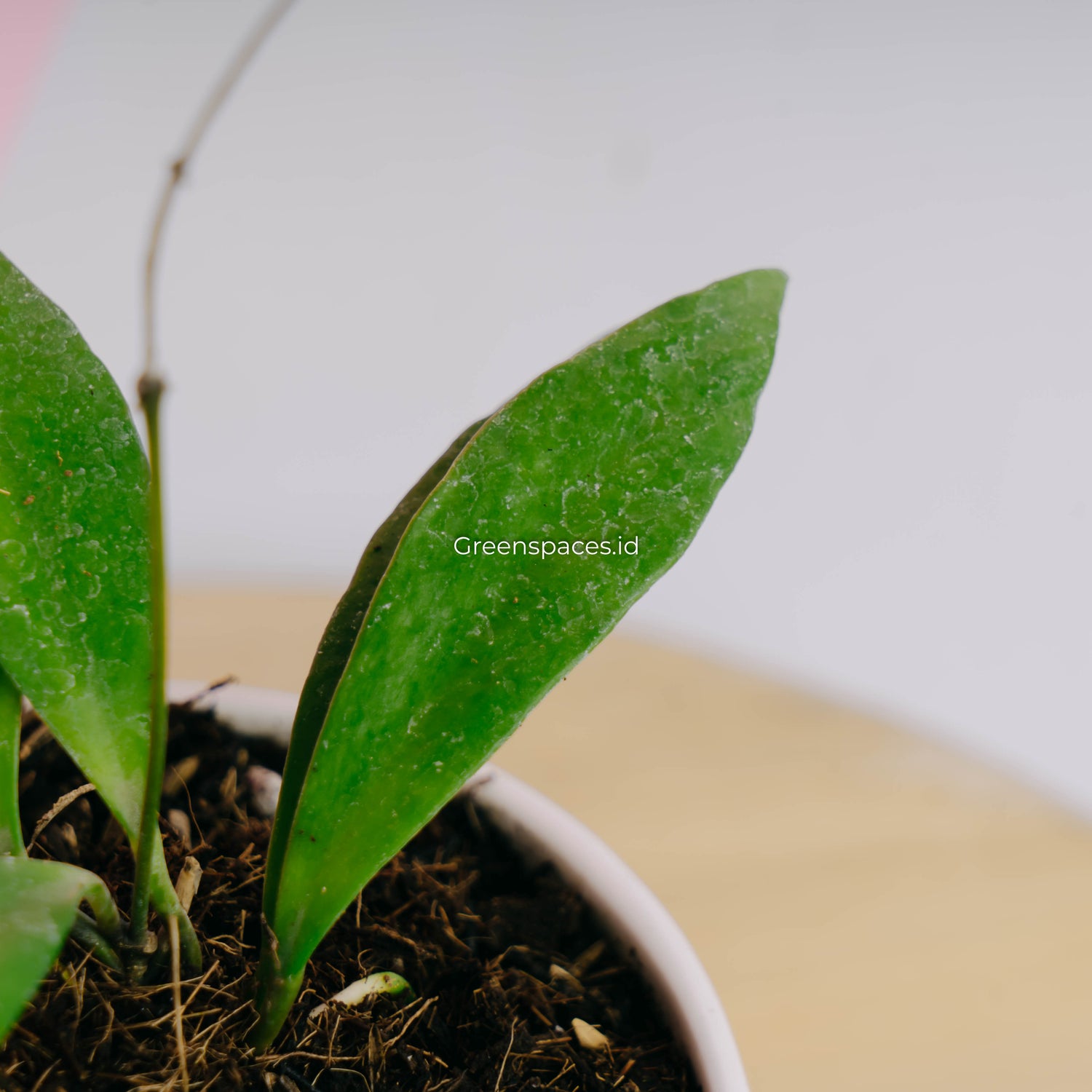 Hoya haruku
