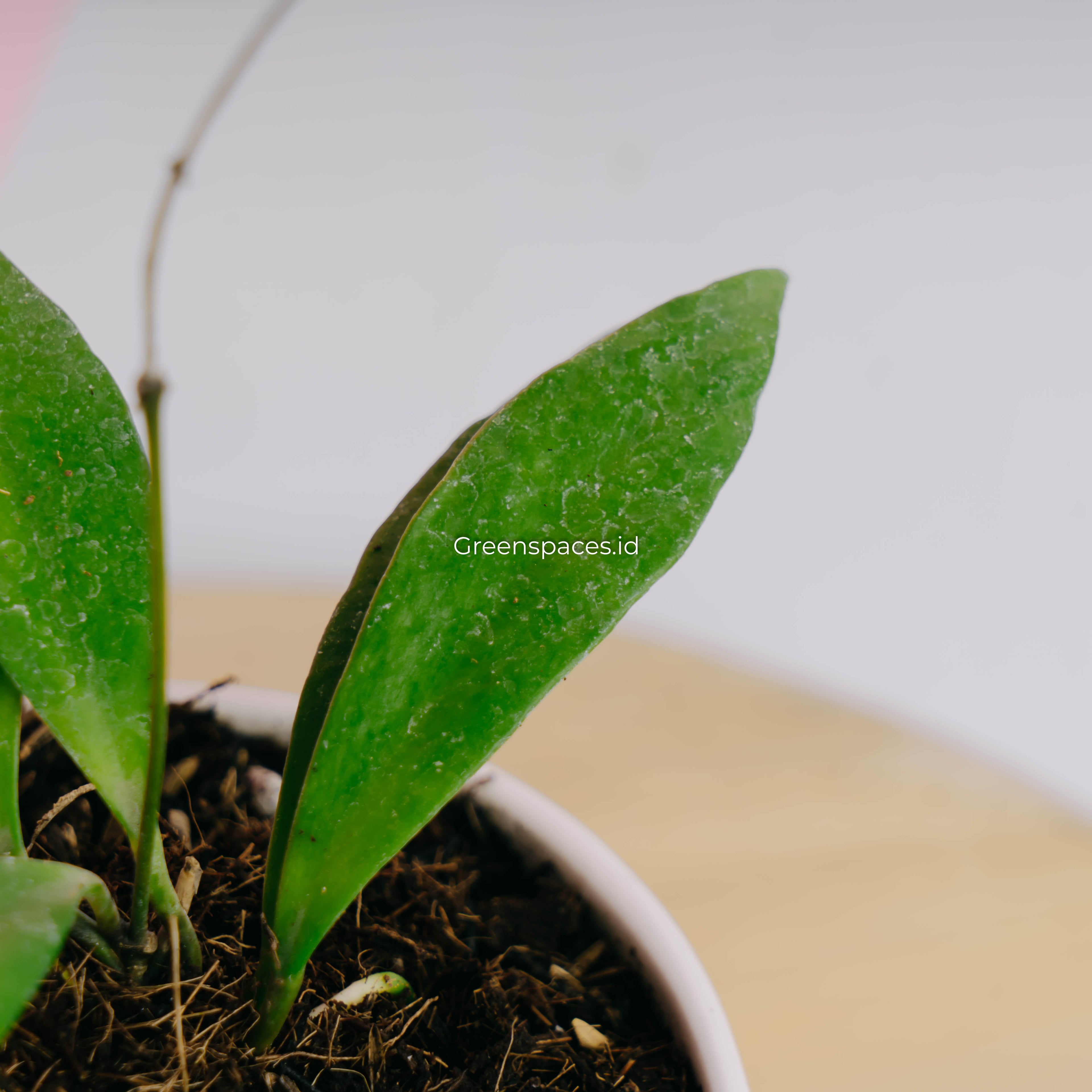 Hoya haruku
