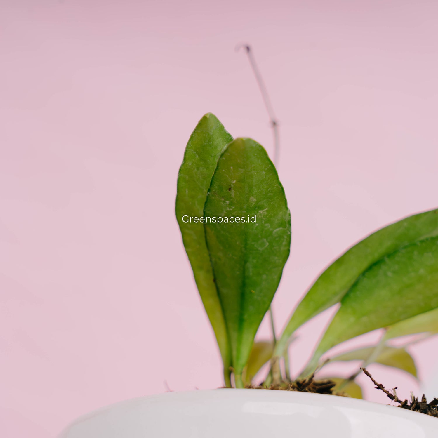 Hoya haruku