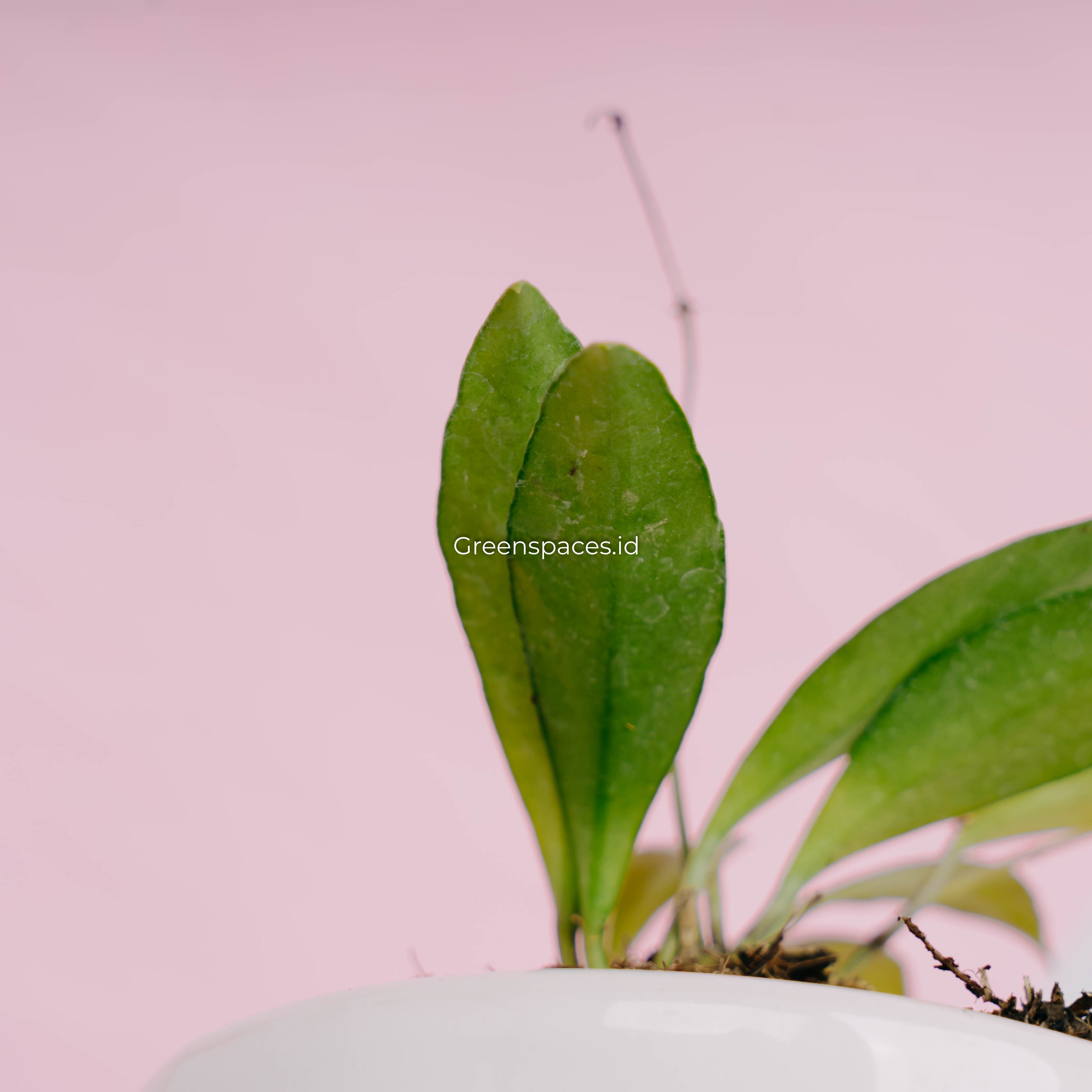 Hoya haruku