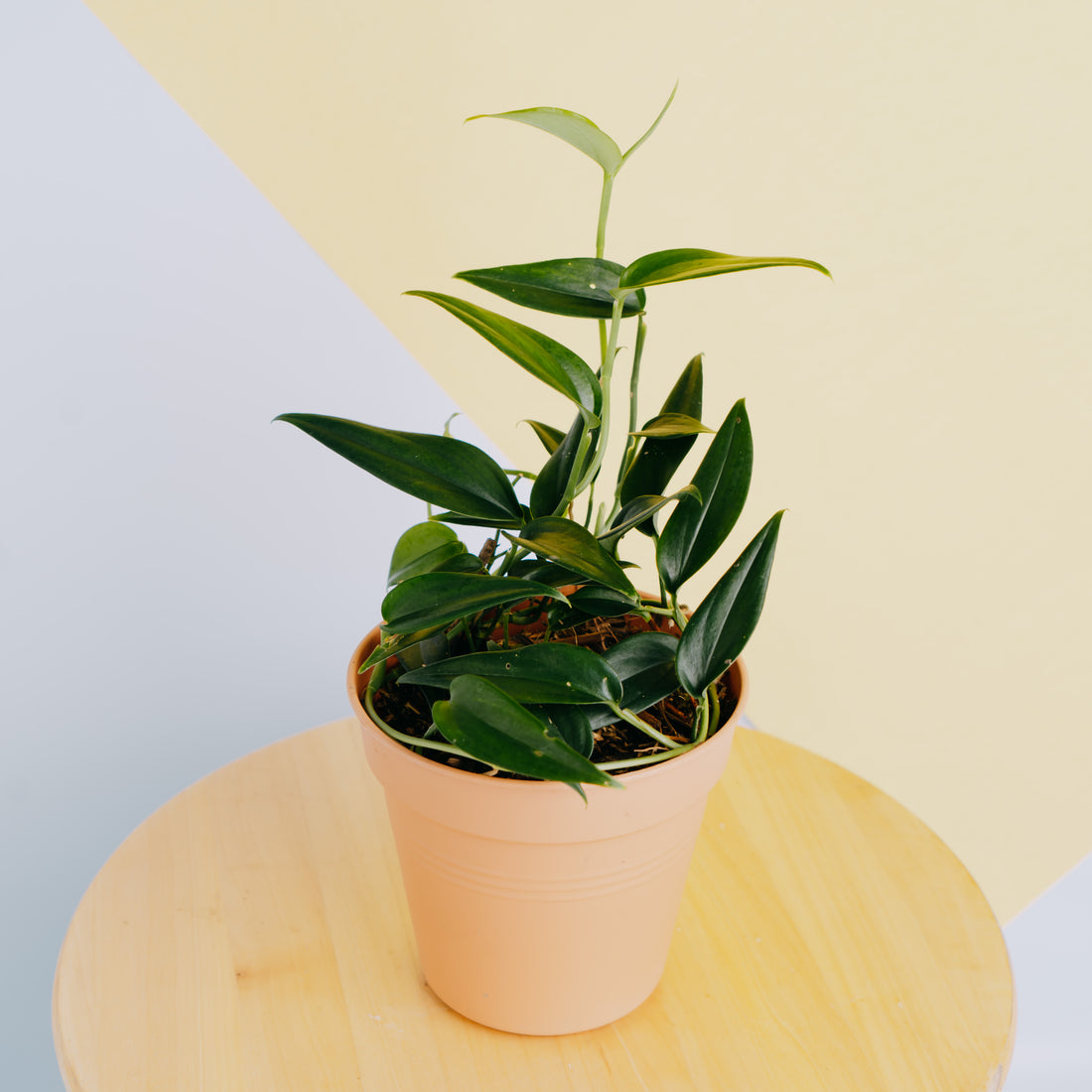 Scindapsus coriaceus - Greenspaces.id