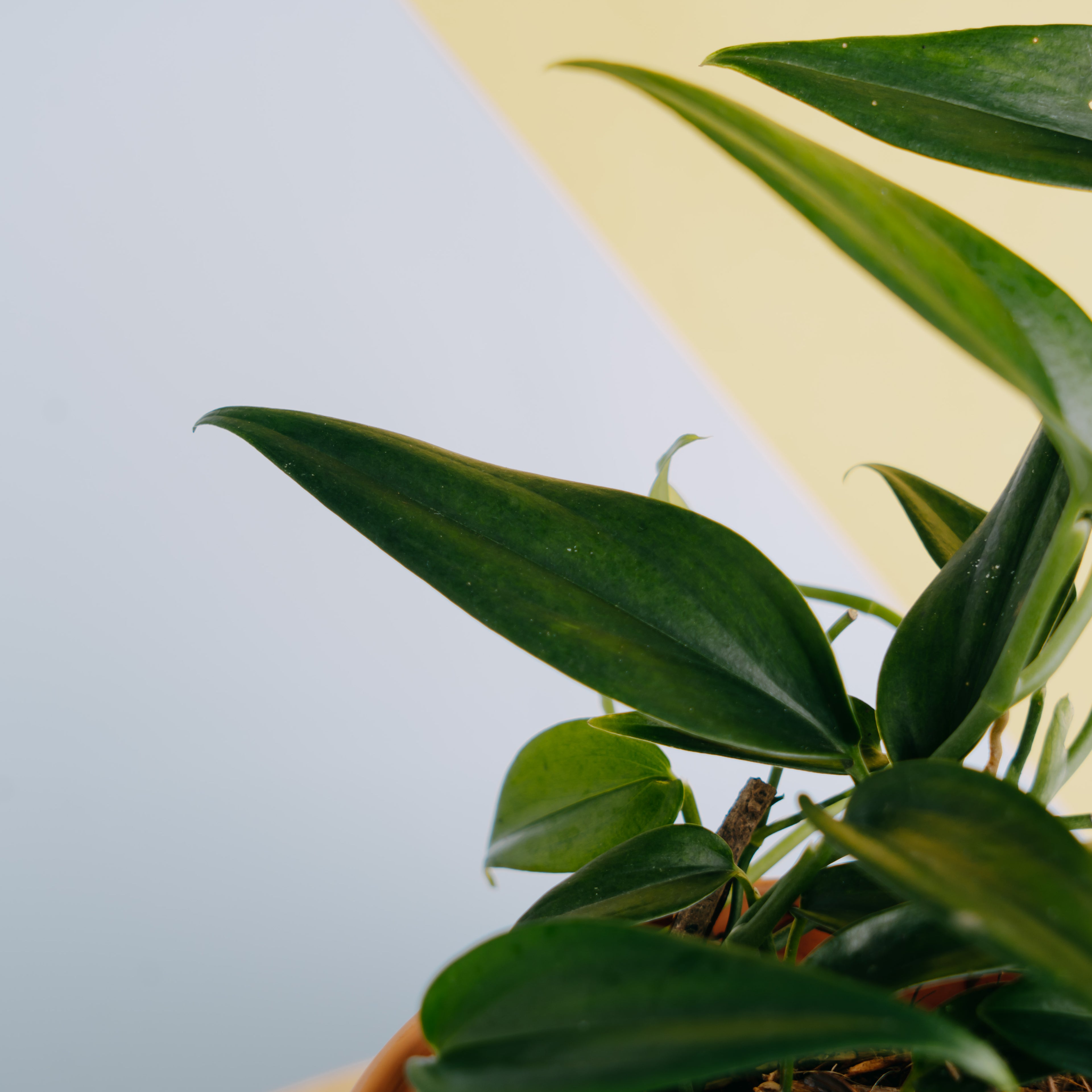 Scindapsus rupestris - Greenspaces.idScindapsus coriaceus - Greenspaces.id